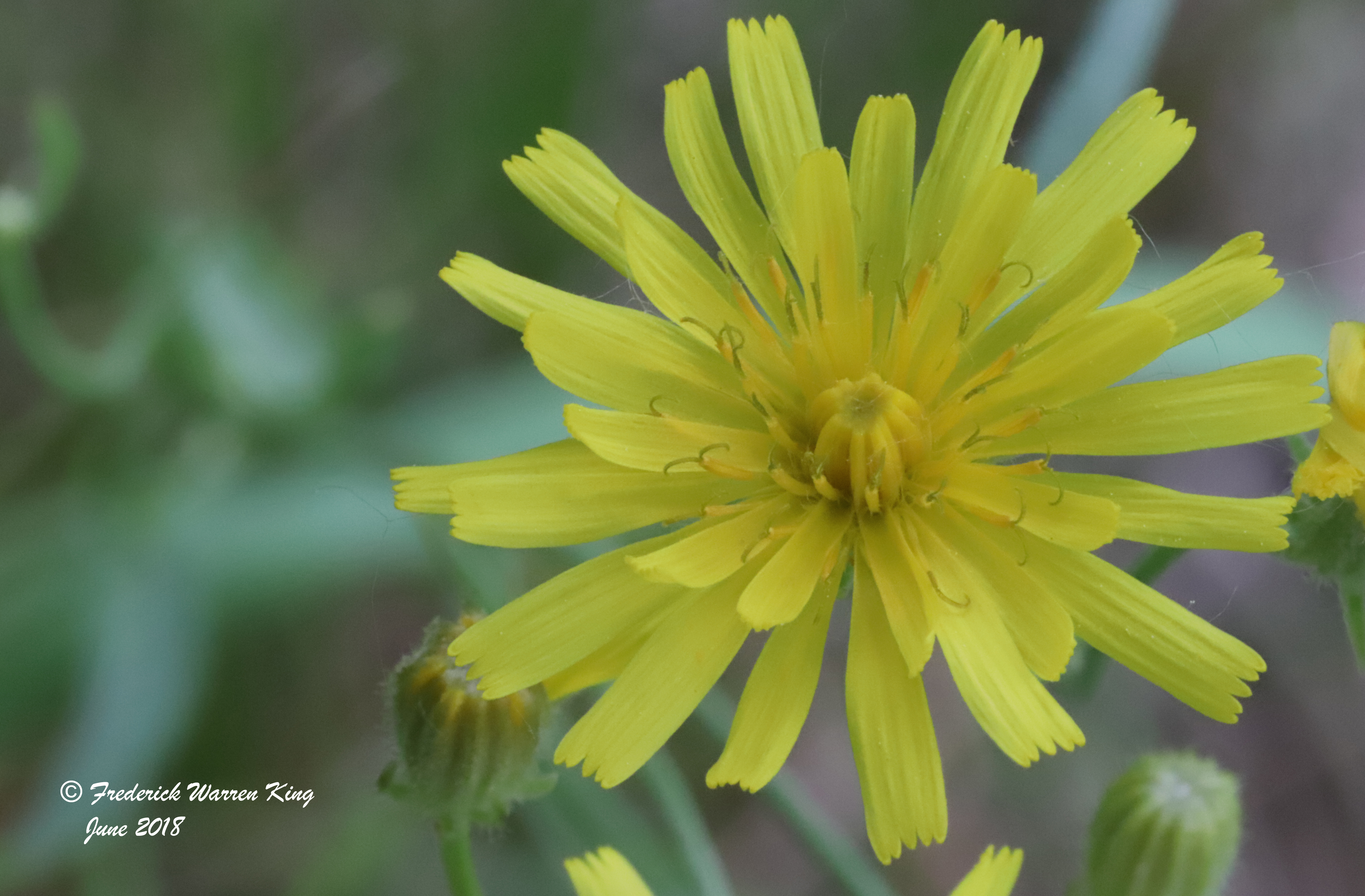 putnam-Crepis-tectorum-06-03-2018-IMG_0301.JPG