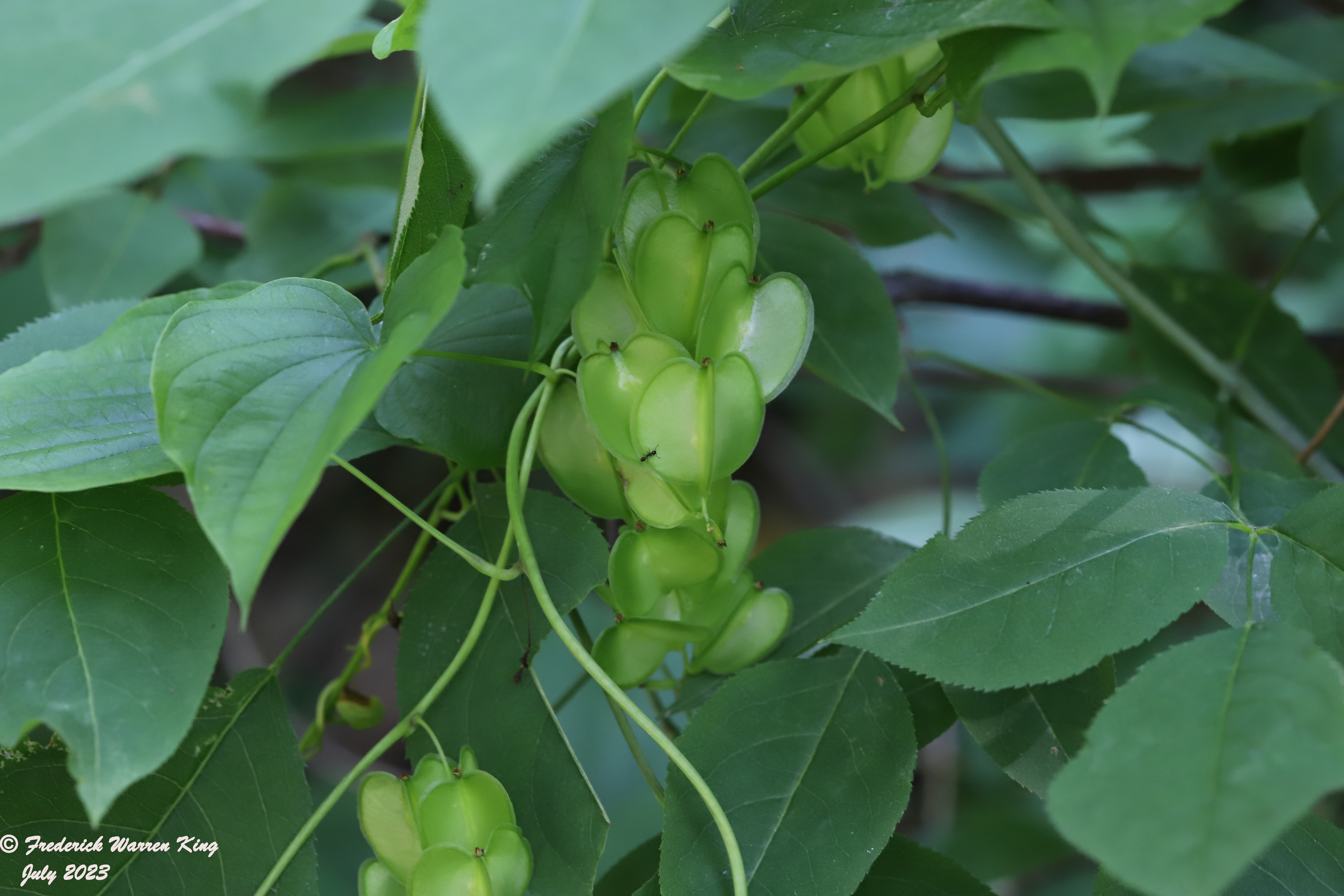 putnam-Dioscorea-villosa-07-09-2023-IMG_7303.JPG