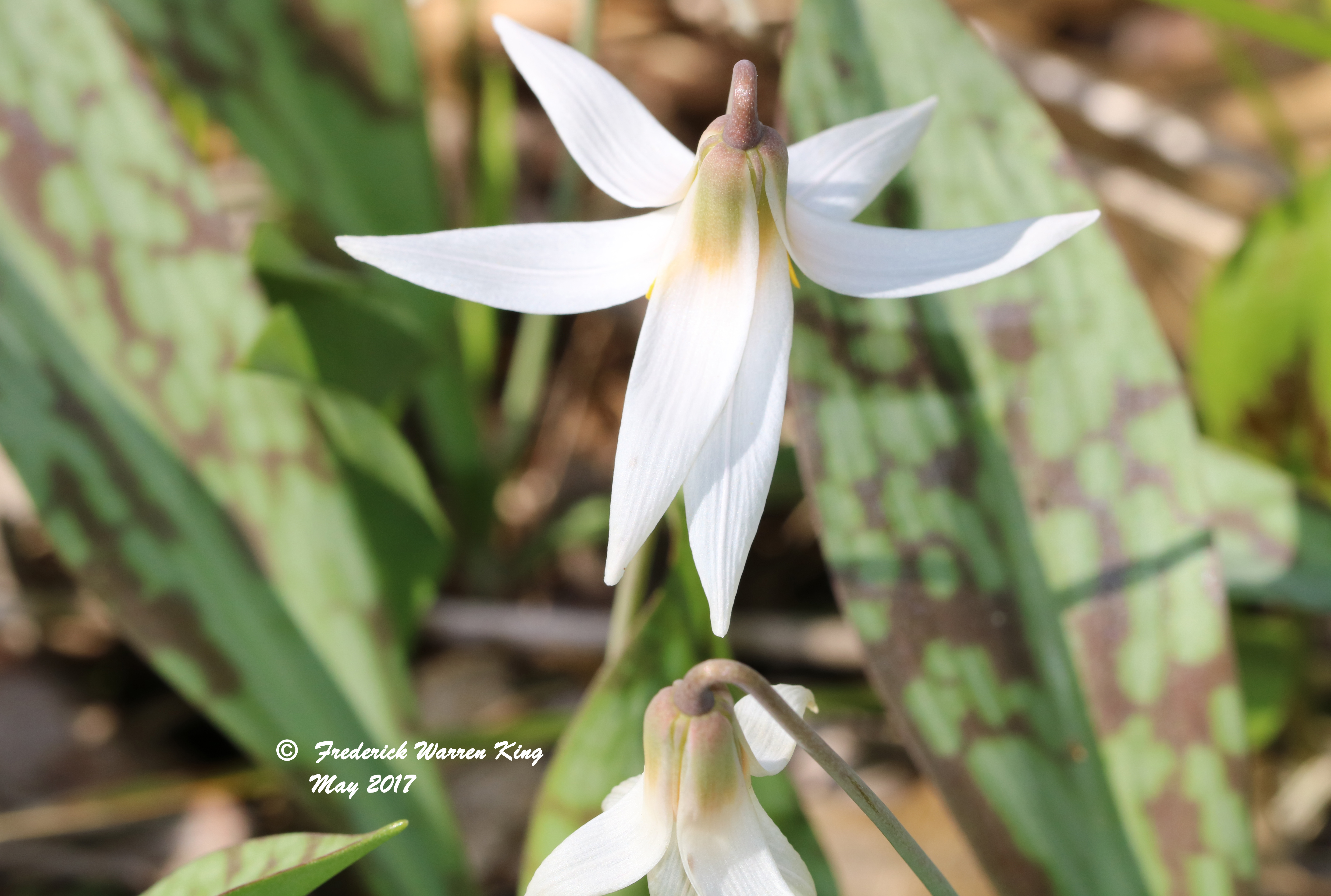 putnam-Erythronium-albidum-05-07-2017-IMG_0306.JPG