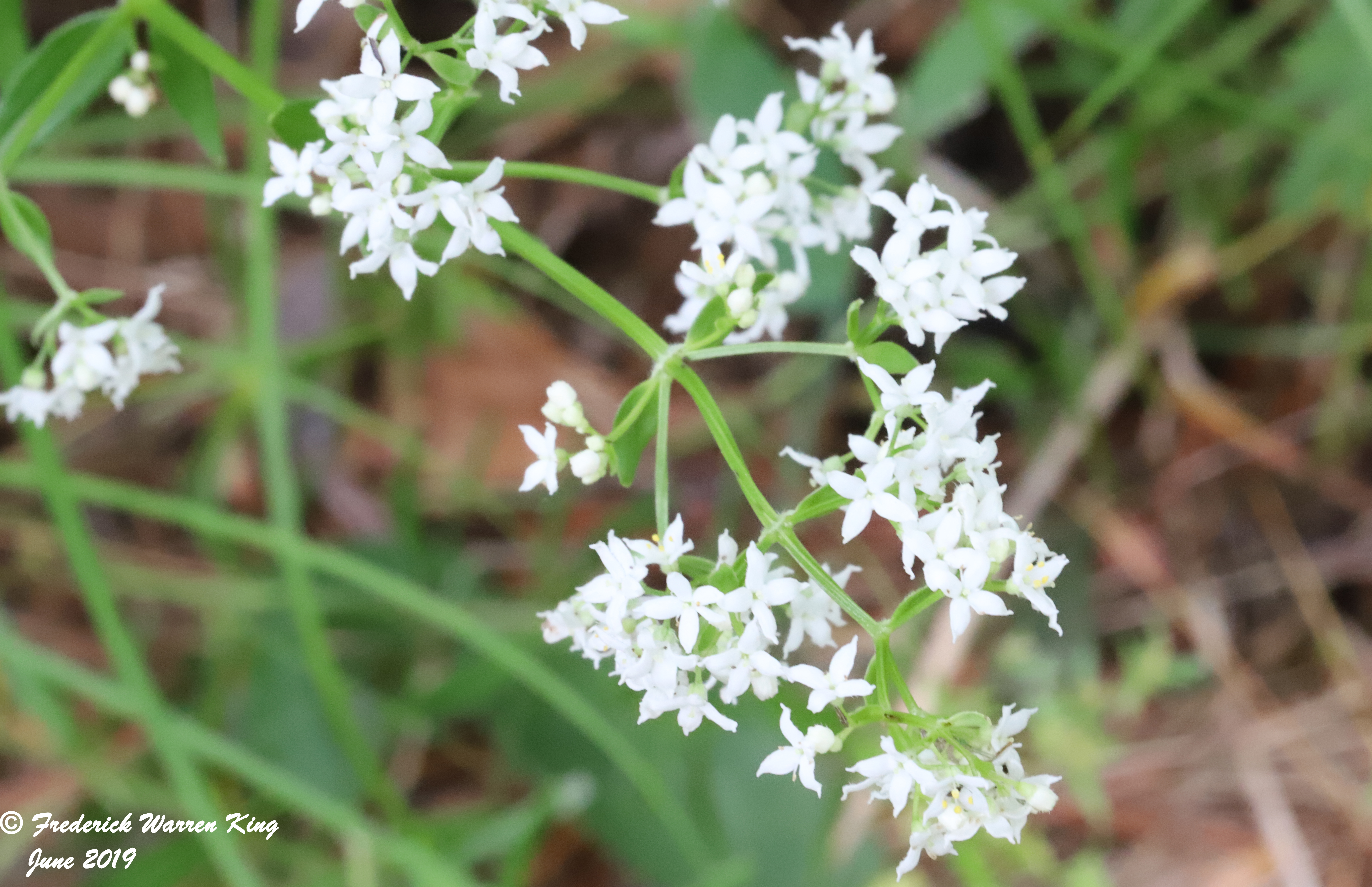 putnam-Galium-boreale-06-15-2019-IMG_1839.JPG