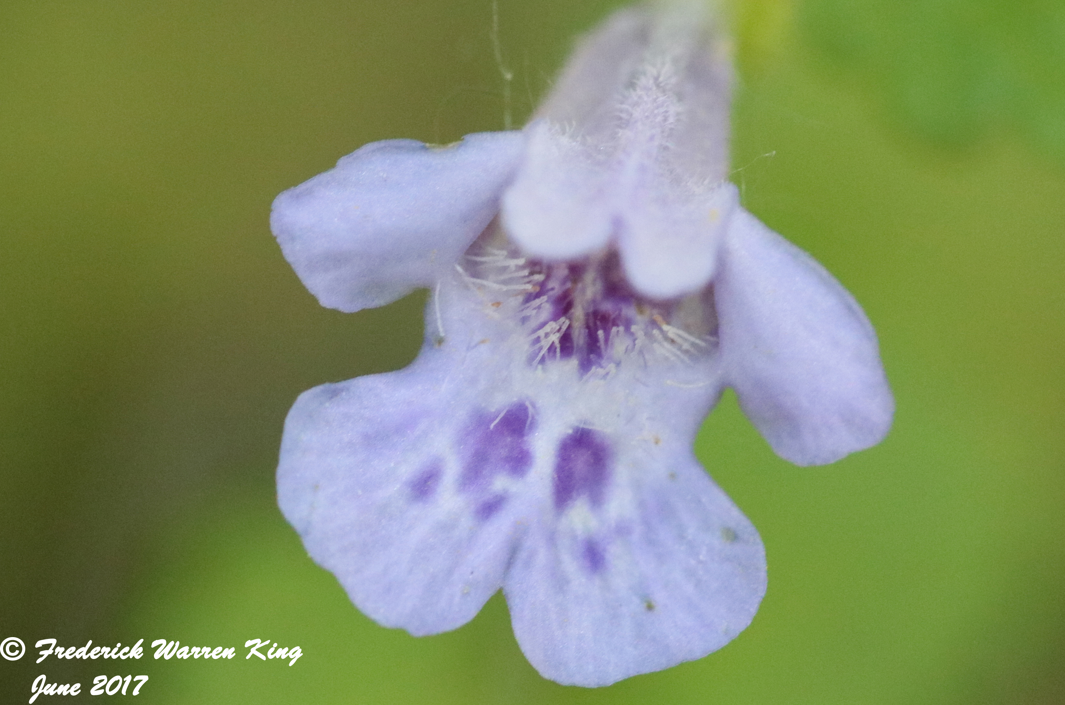 putnam-Glechoma-hederacea-06-15-2017-IMG_0763.JPG