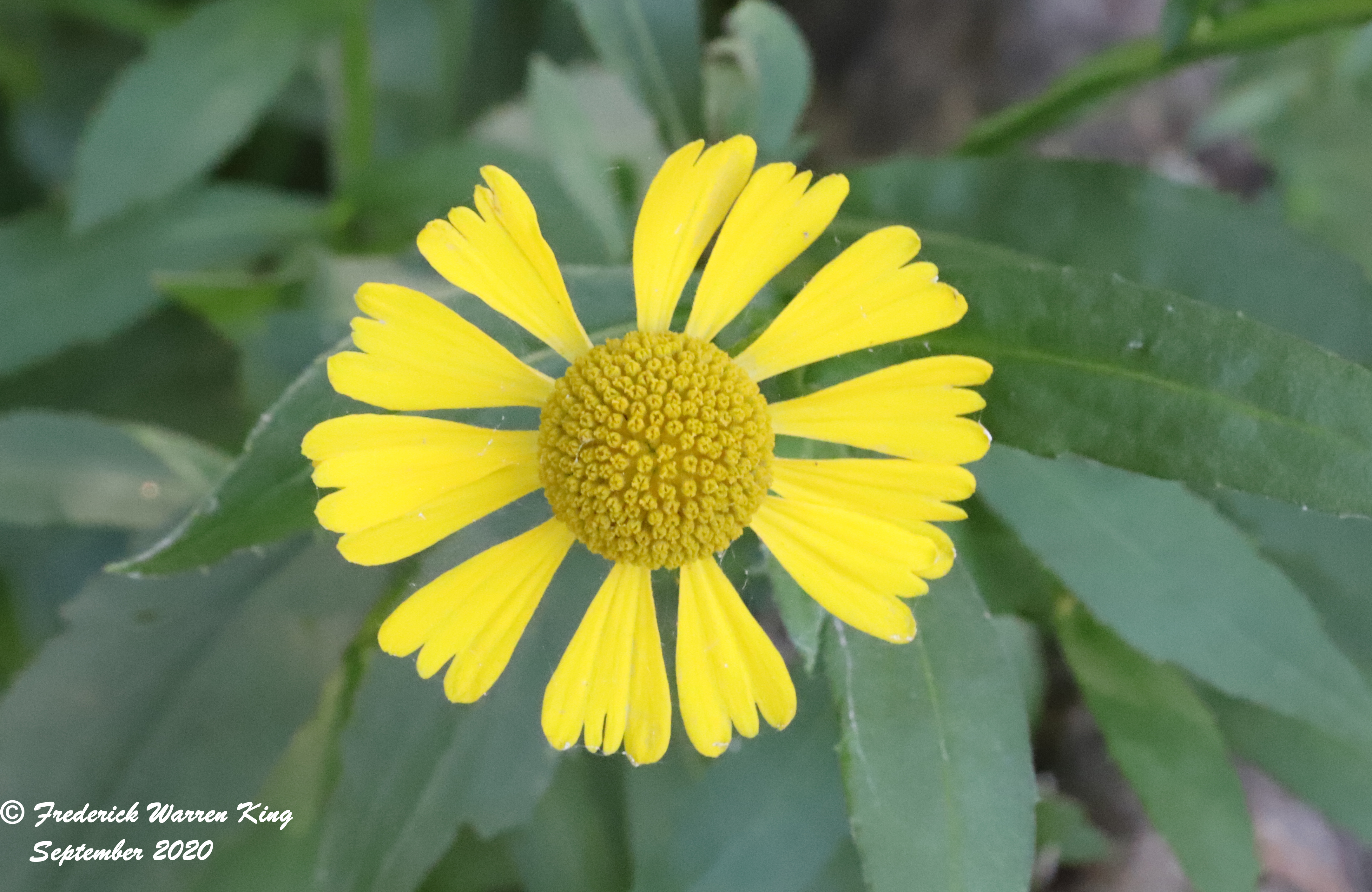 putnam-Helenium-autumnale-09-02-2020-IMG_5119.JPG