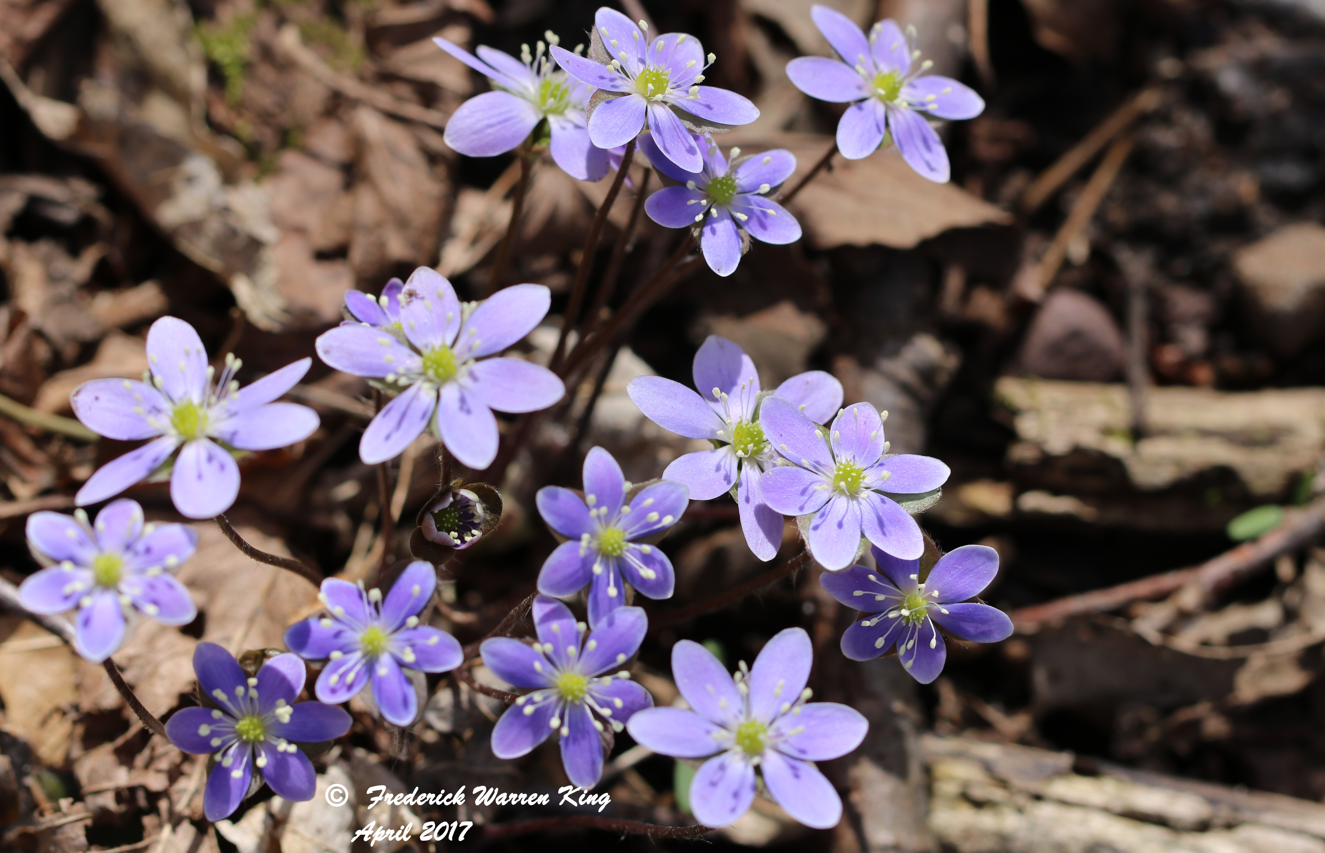 putnam-Hepatica-americana-04-16-2017-IMG_0144.JPG