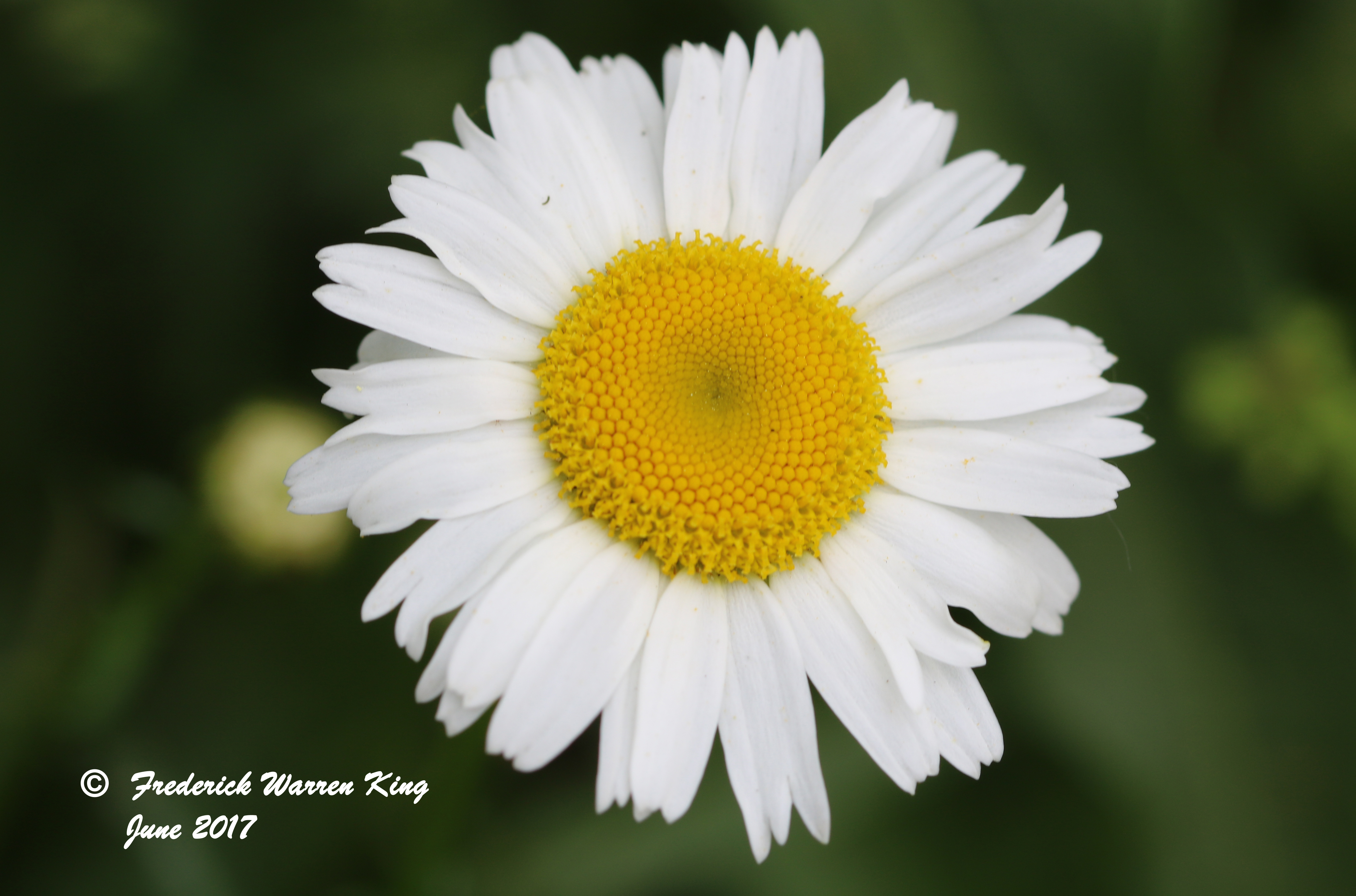 putnam-Leucanthemum-vulgare-06-10-2017-IMG_0706.JPG