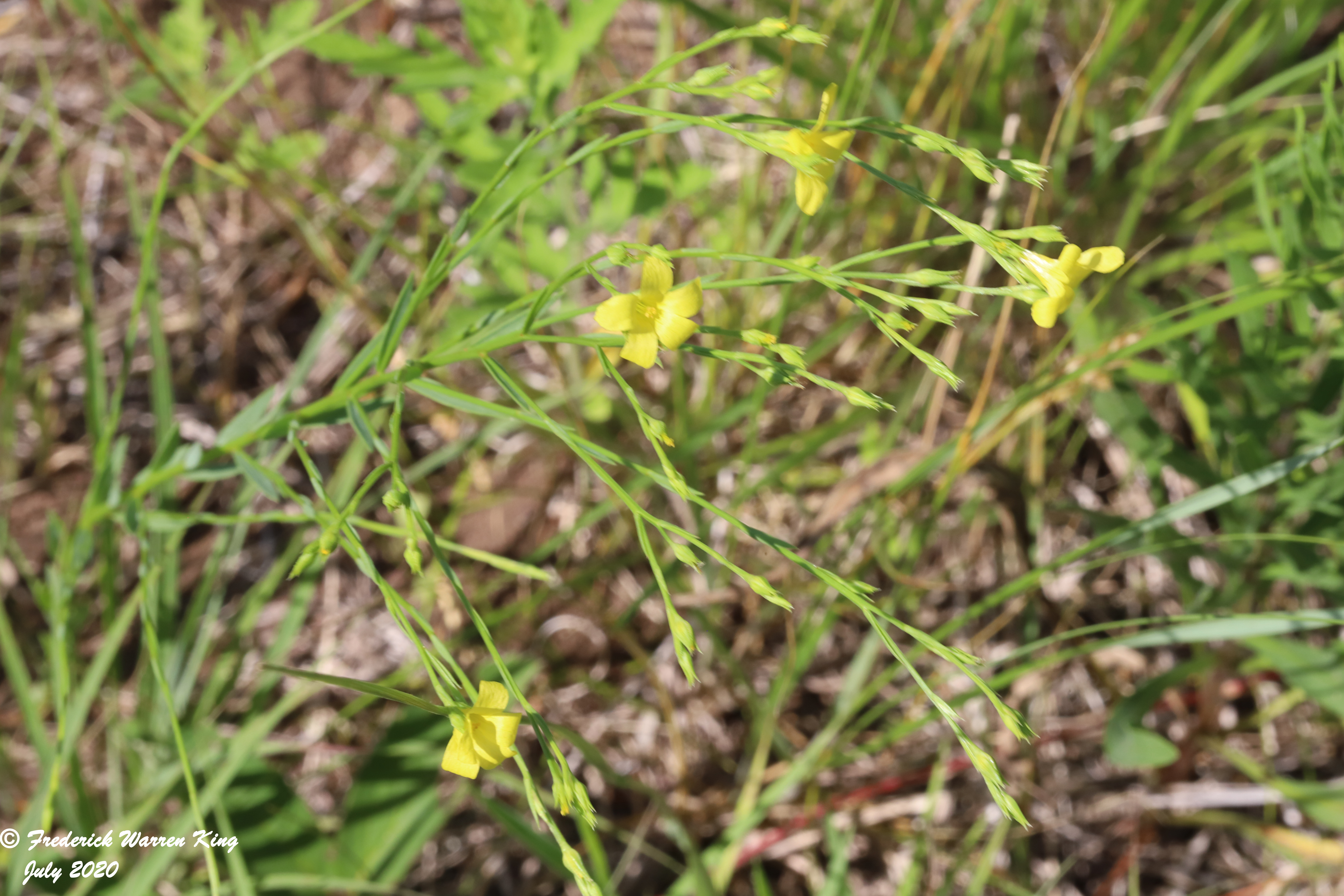 putnam-Linum-sulcatum-07-02-2020-IMG_4154.JPG