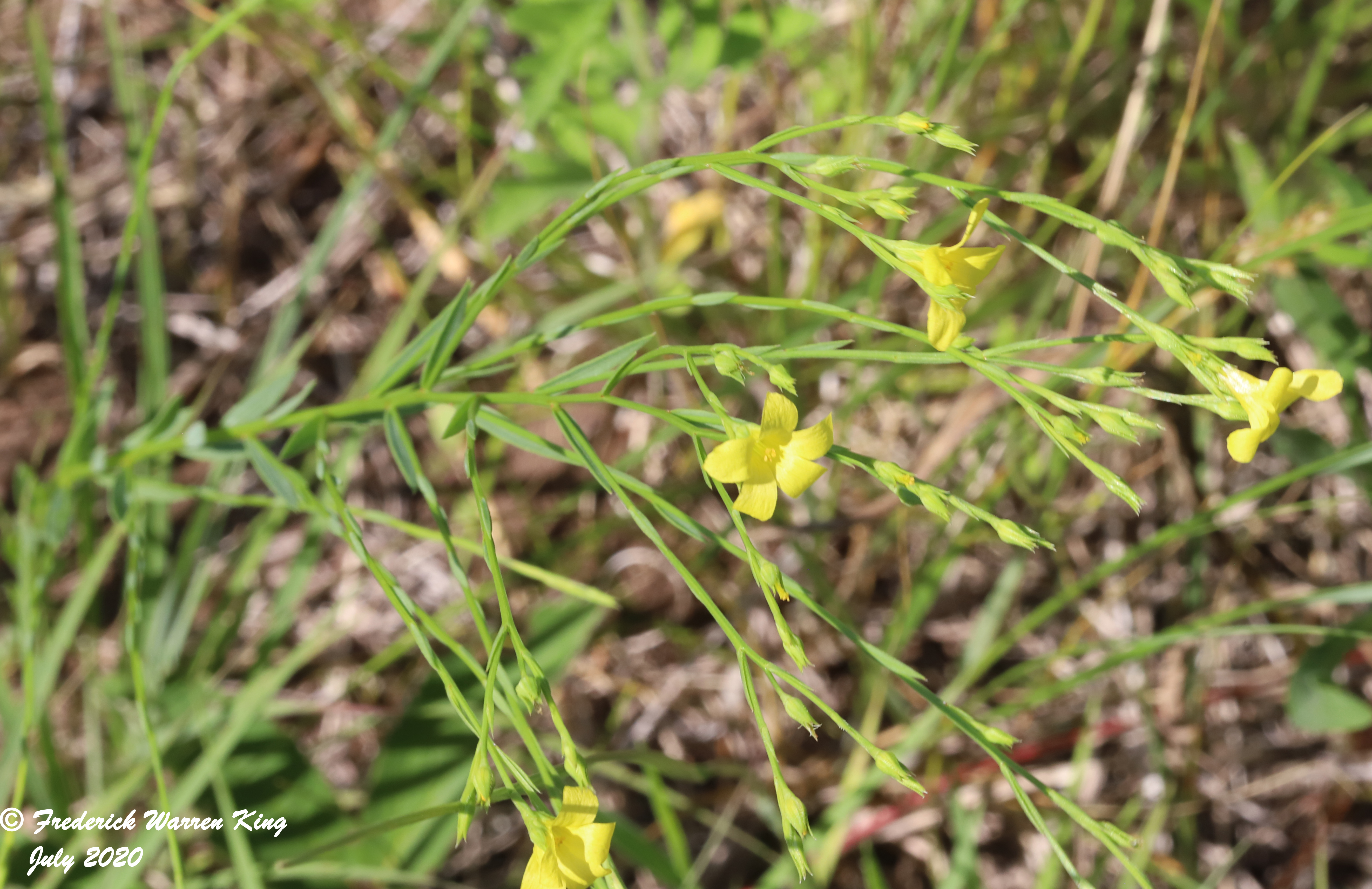 putnam-Linum-sulcatum-07-02-2020-IMG_4155.JPG