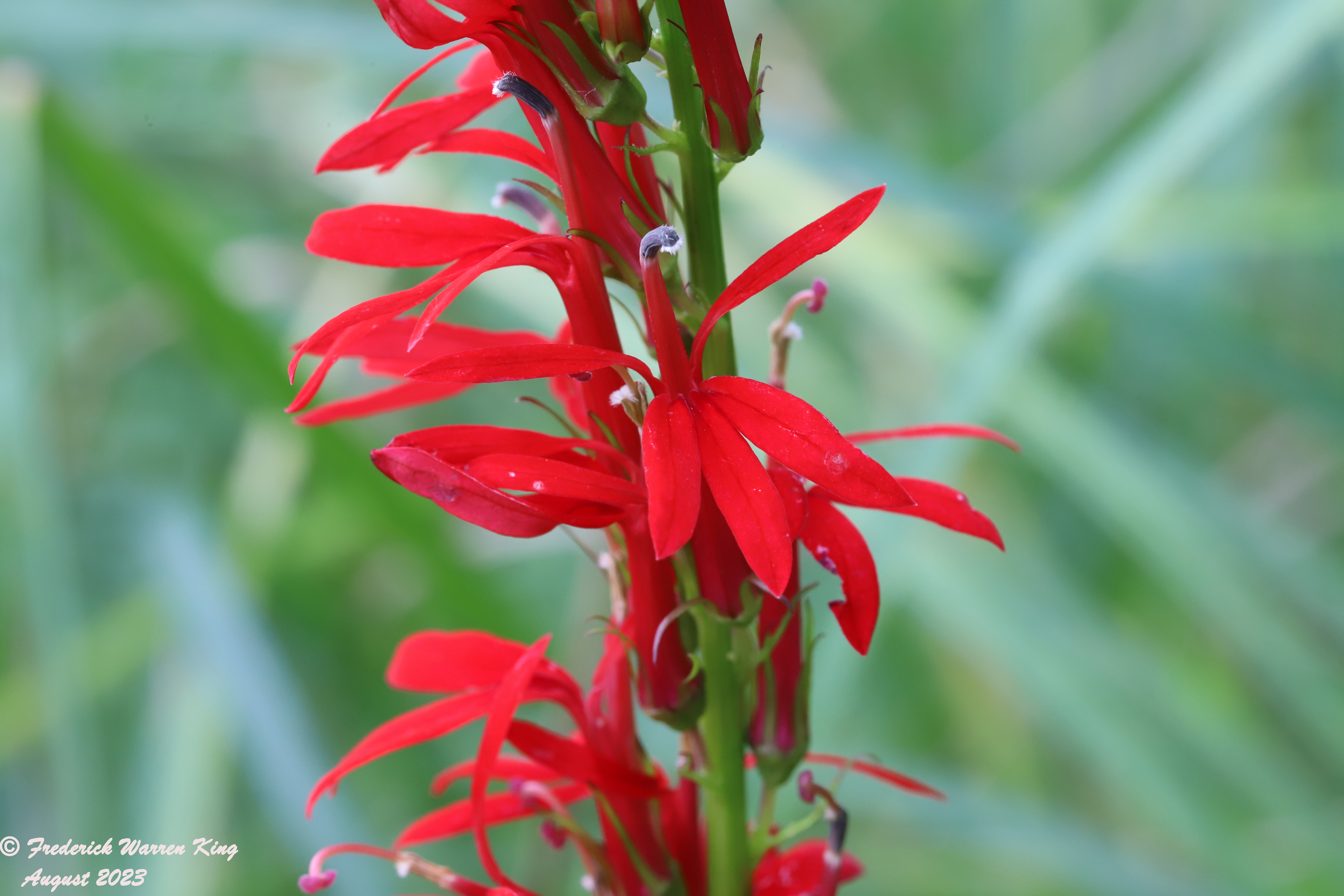 putnam-Lobelia-cardinalis-08-17-2023-IMG_8587.JPG