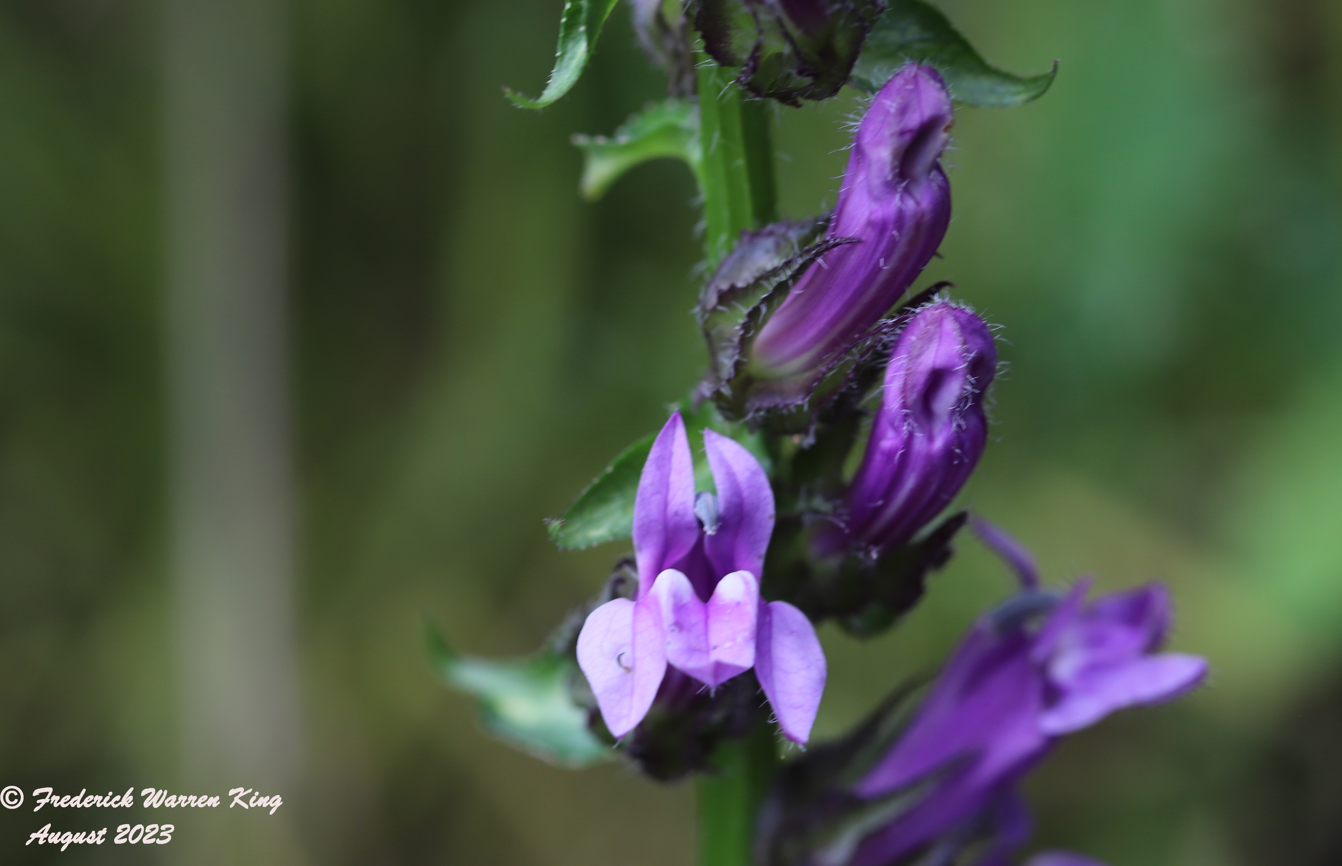 putnam-Lobelia-siphilitica-08-17-2023-IMG_8654.JPG