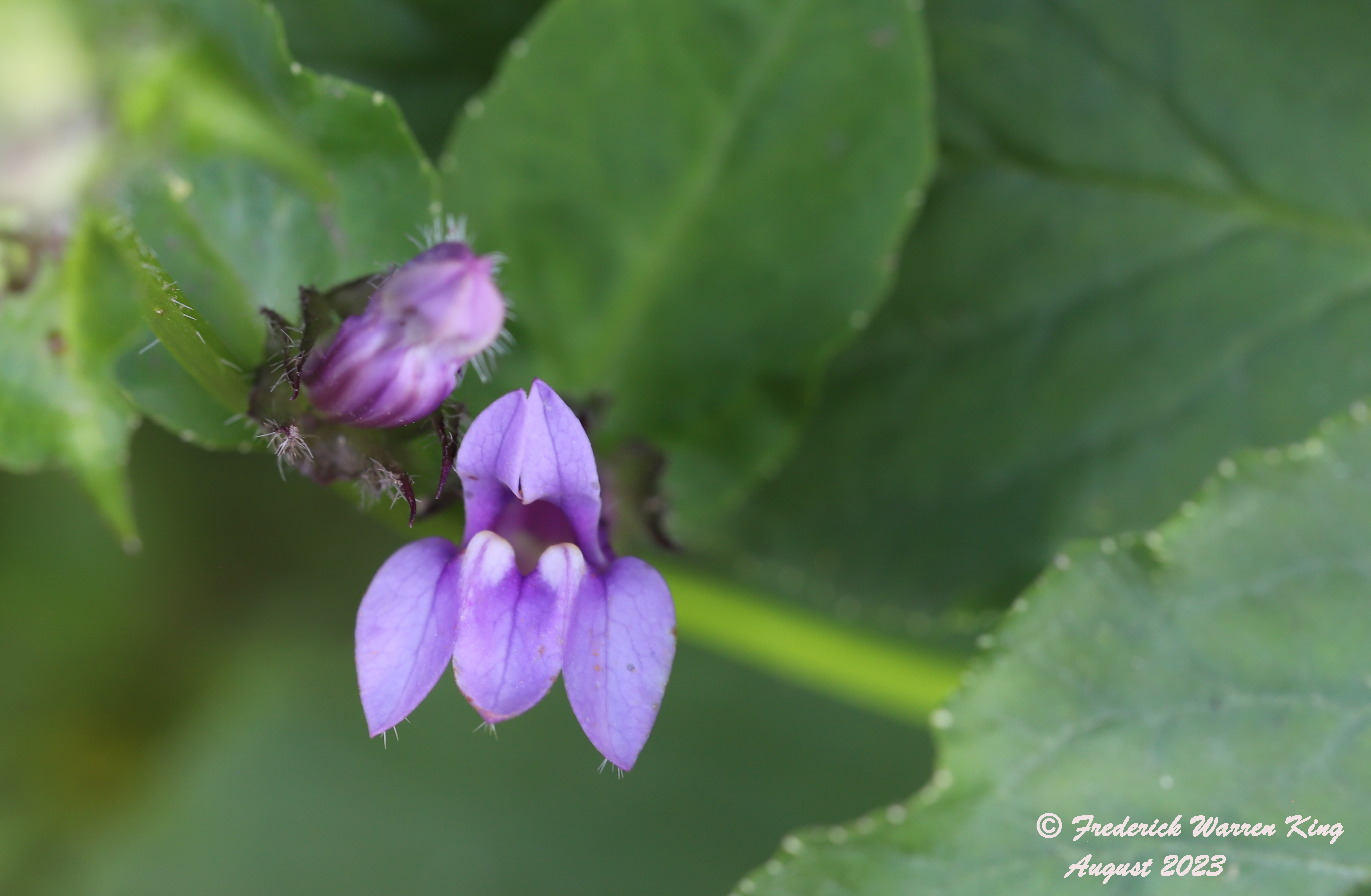 putnam-Lobelia-siphilitica-08-27-2023-IMG_9125.JPG