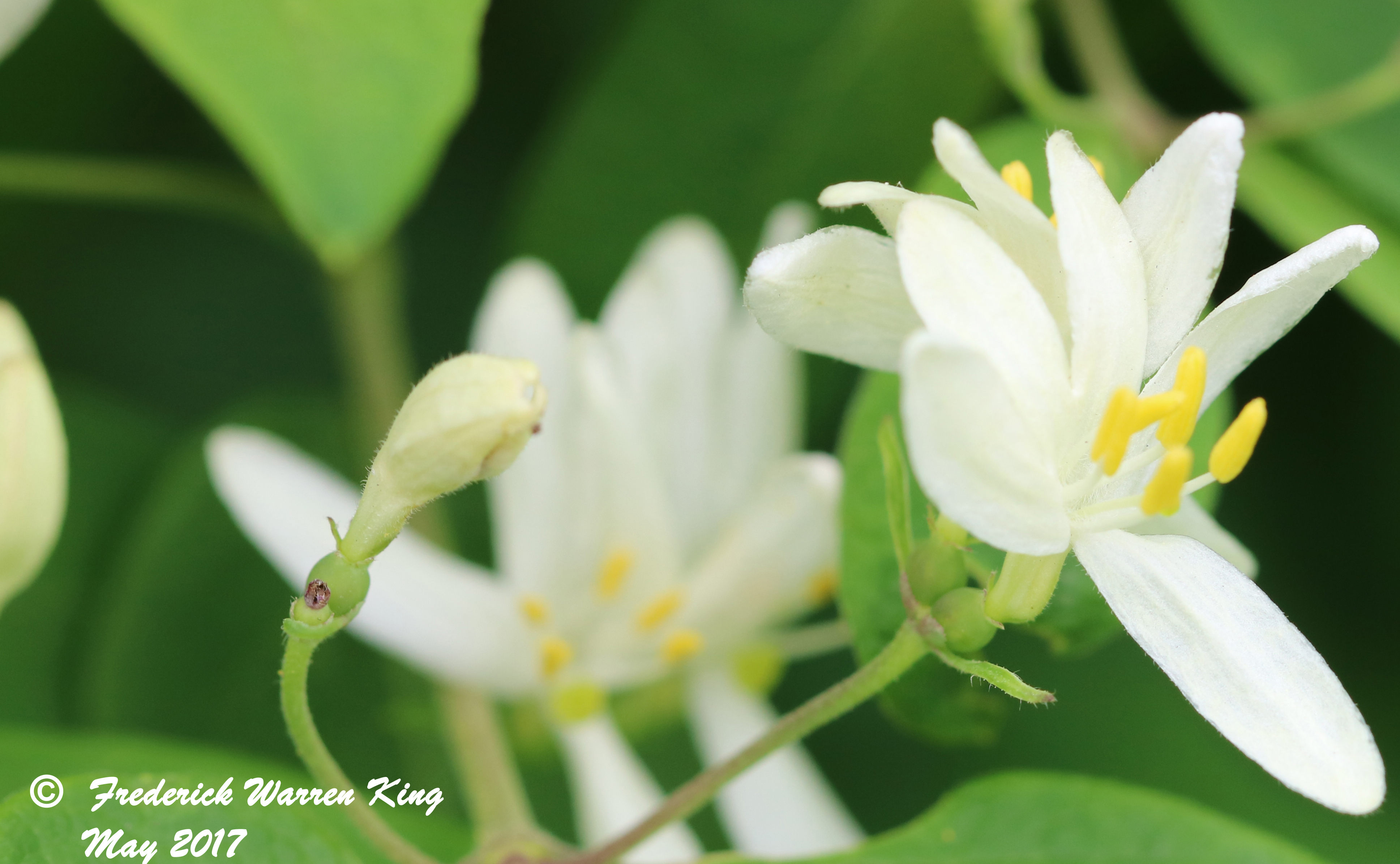 putnam-Lonicera-morrowii-05-19-2017-IMG_0400.JPG