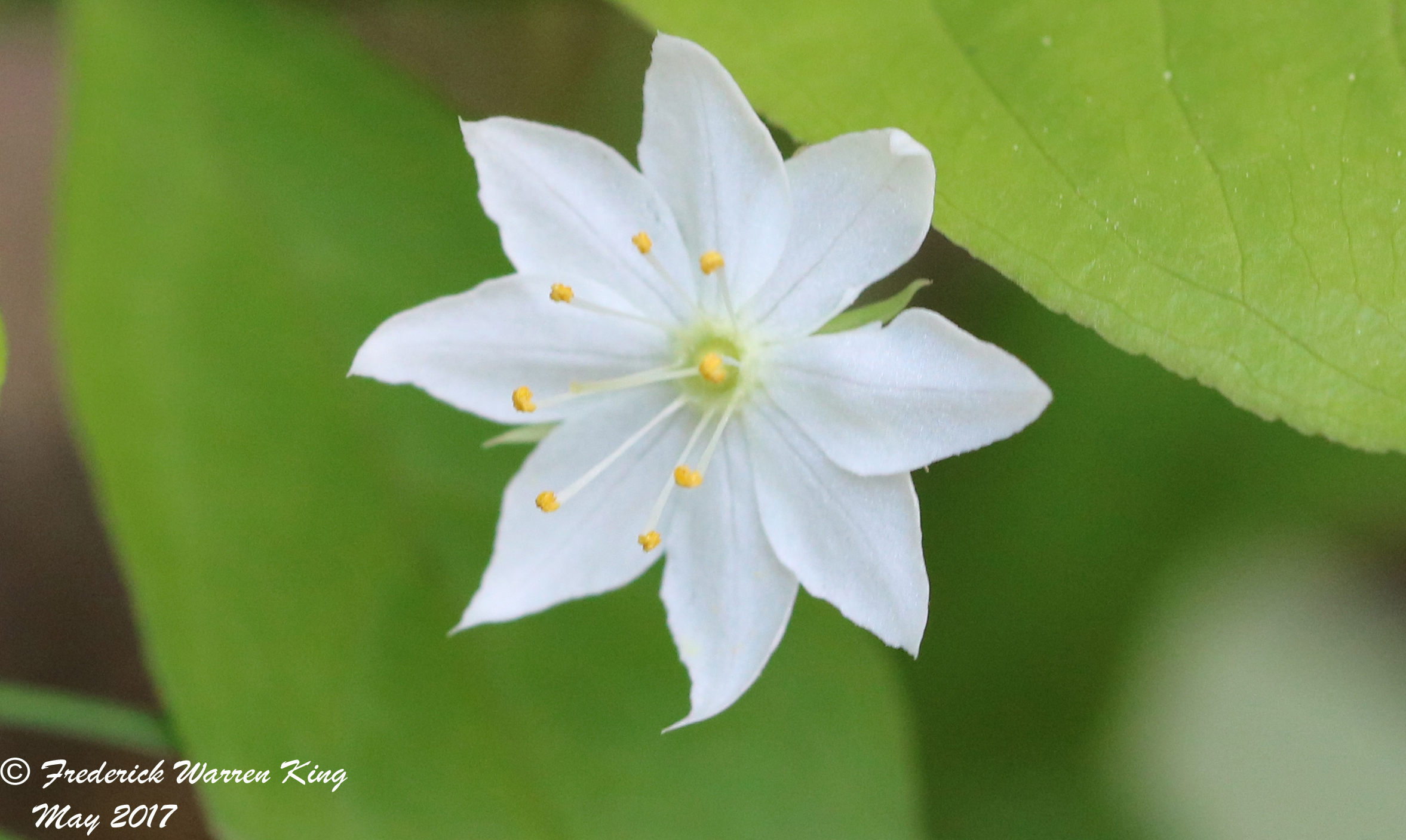 putnam-Lysimachia-borealis-05-28-2017-IMG_0548.JPG