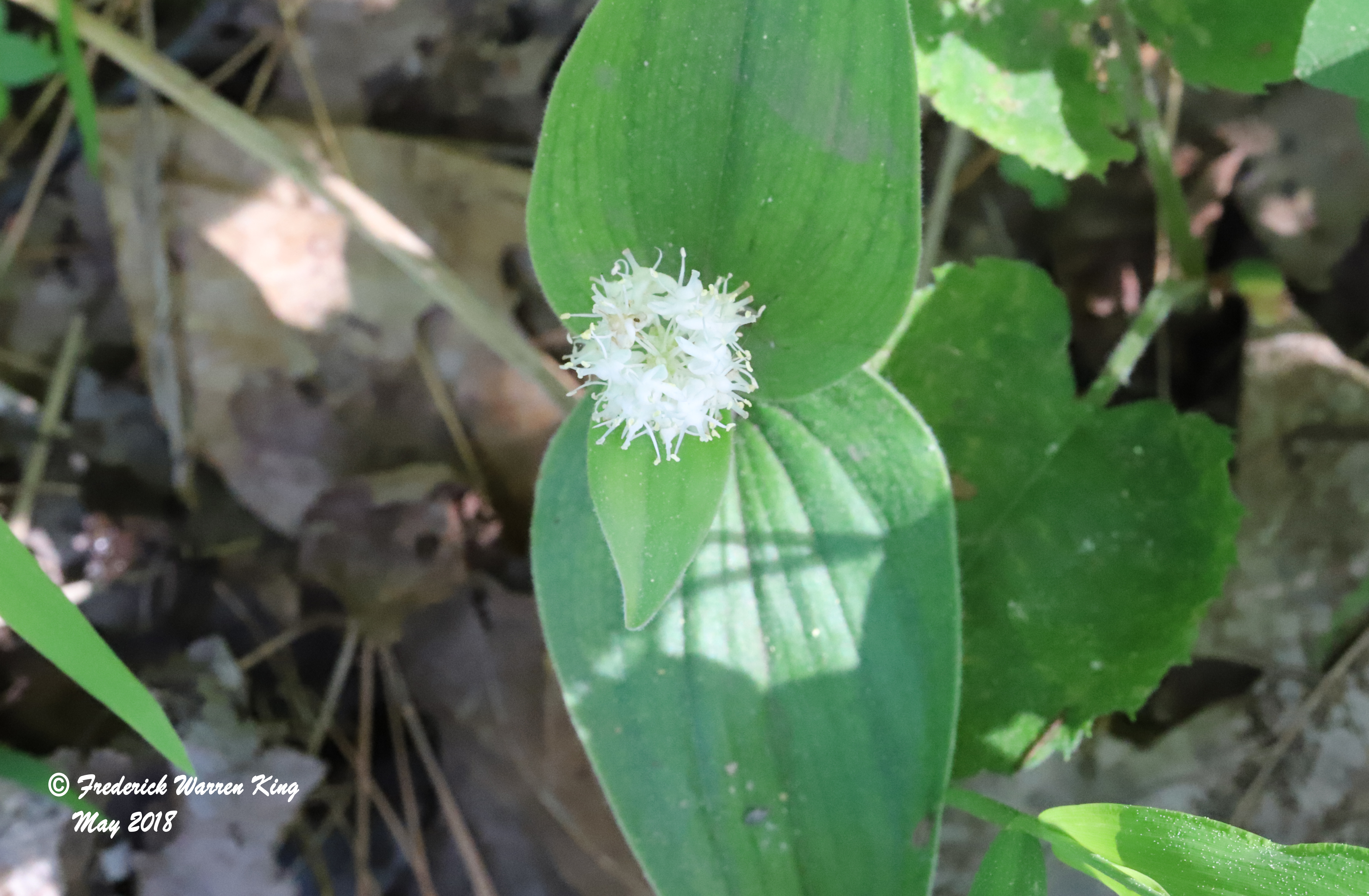 putnam-Maianthemum-canadense-05-31-2018-IMG_0275.JPG