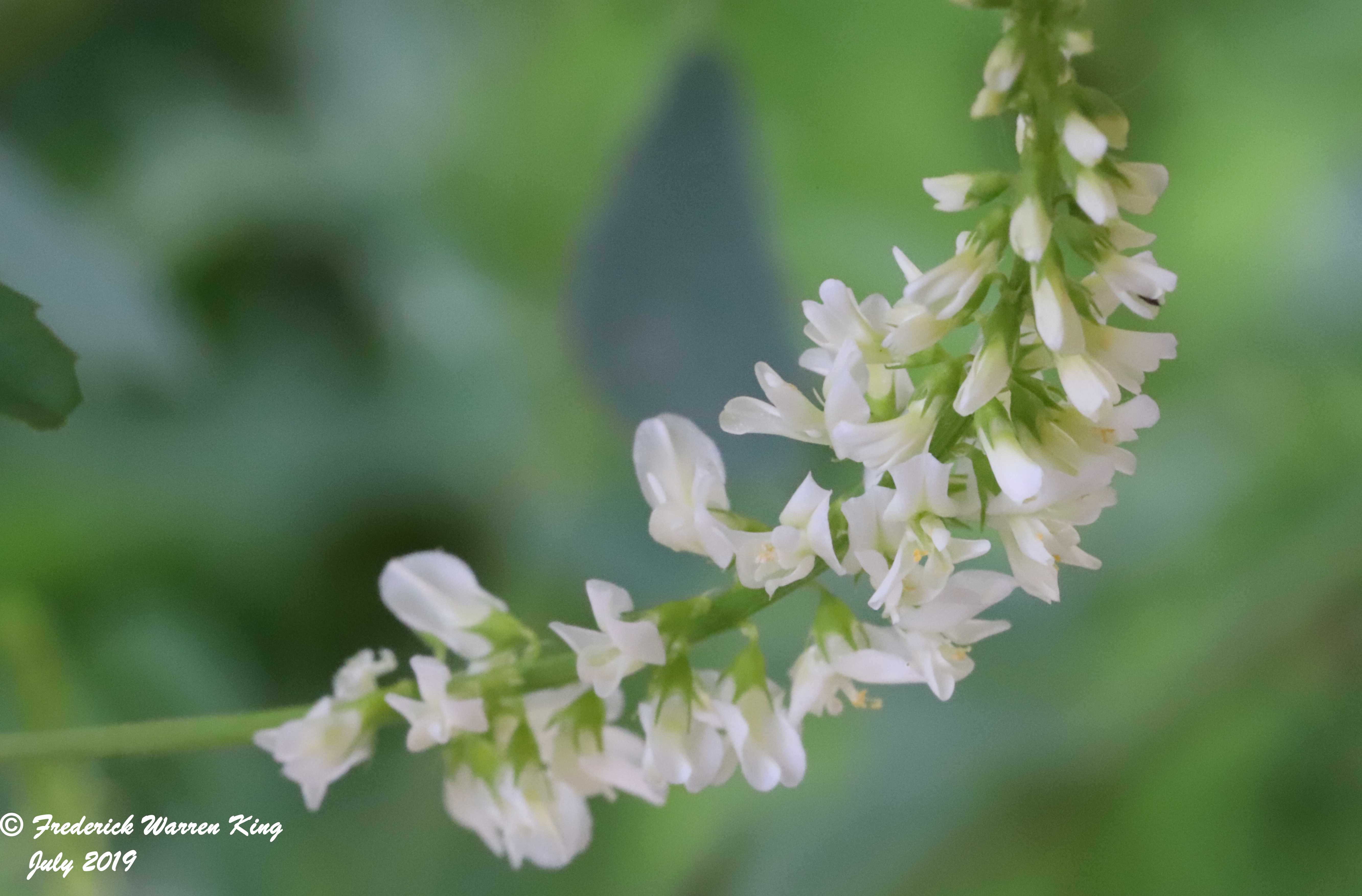 putnam-Melilotus-albus-07-06-2019-IMG_2164.JPG