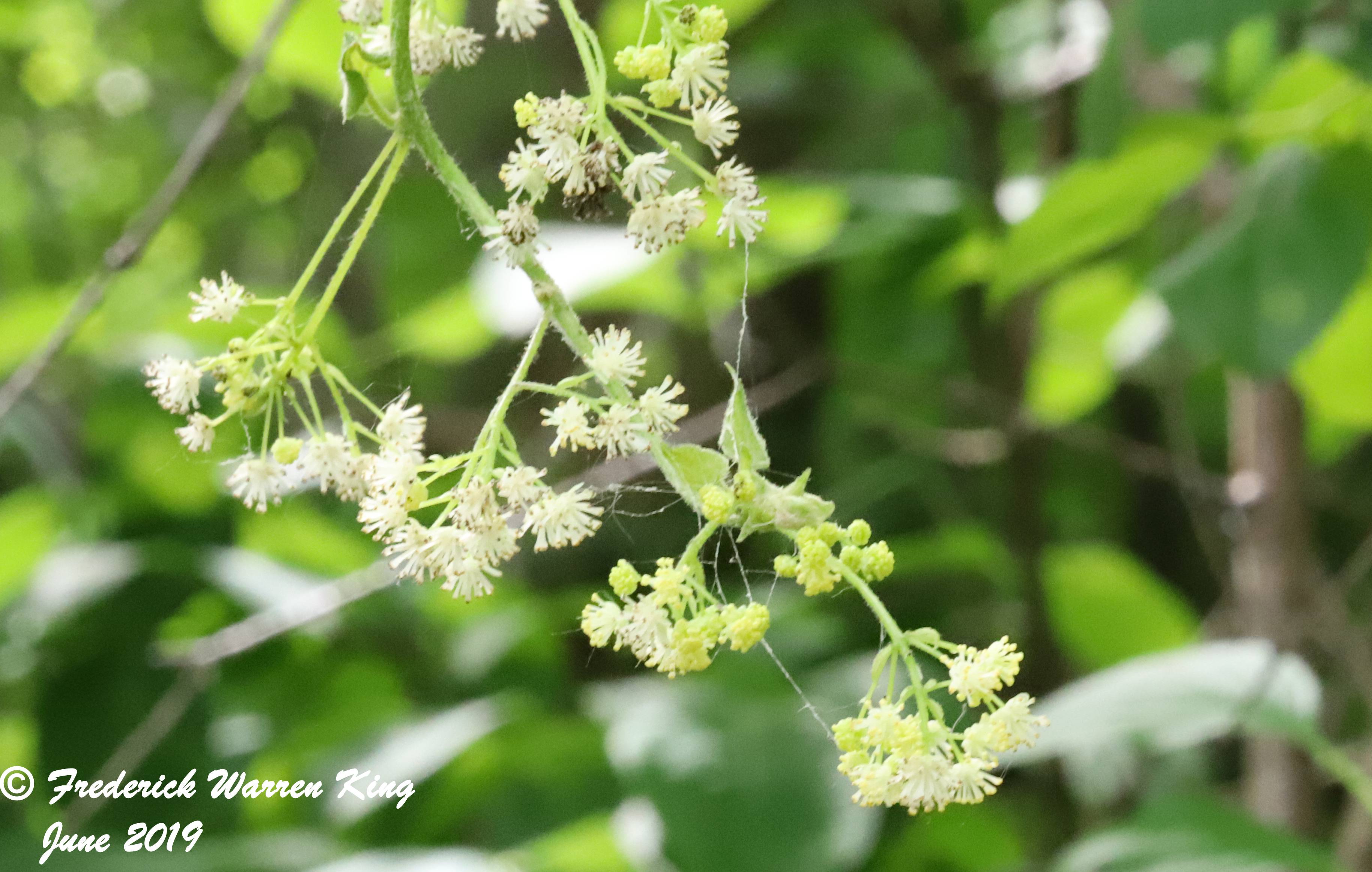 putnam-Menispermum-canadense-06-26-2019-IMG_1965.JPG