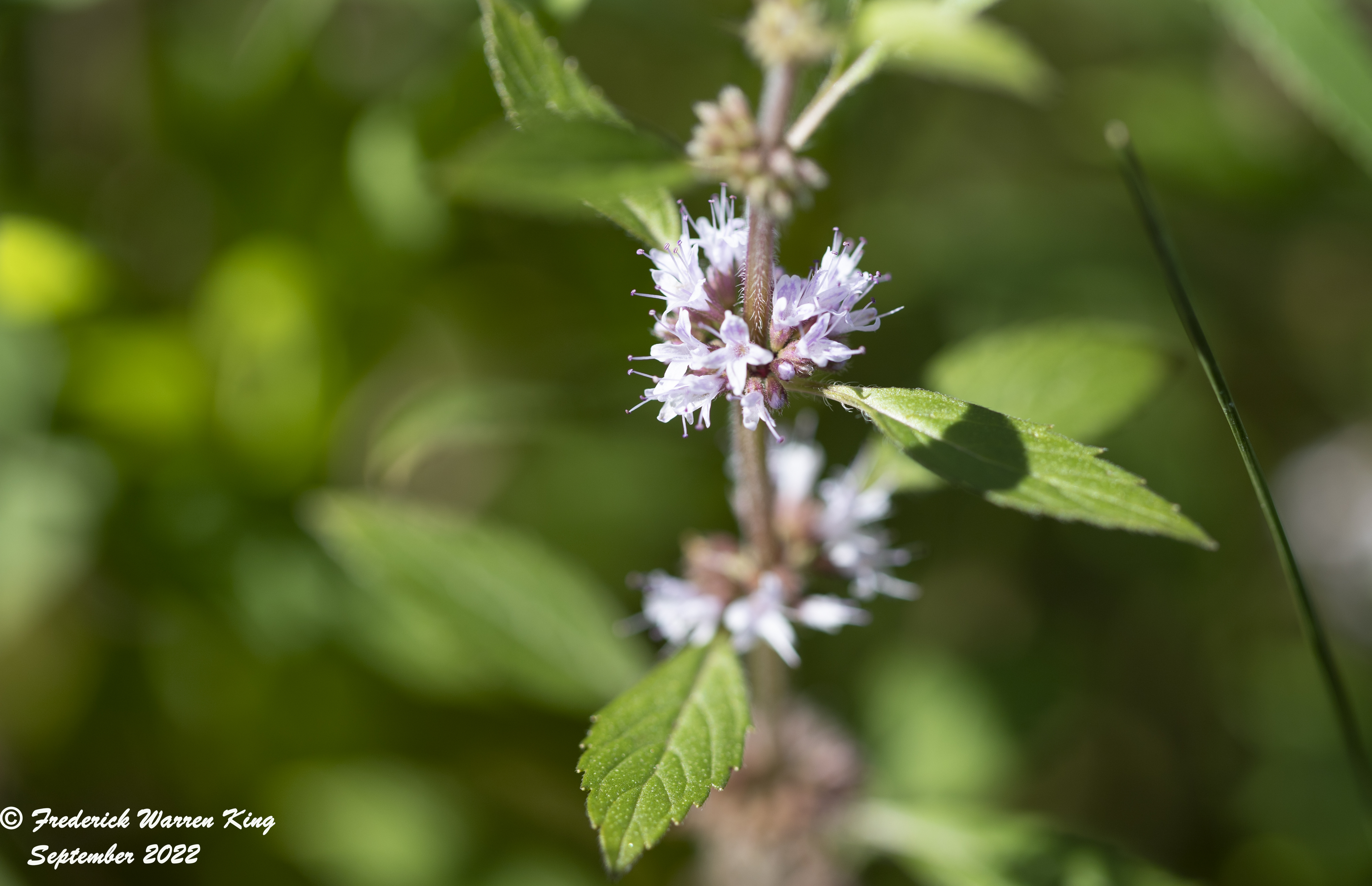 putnam-Mentha-canadensis-09-04-2022-IMG_4348.JPG