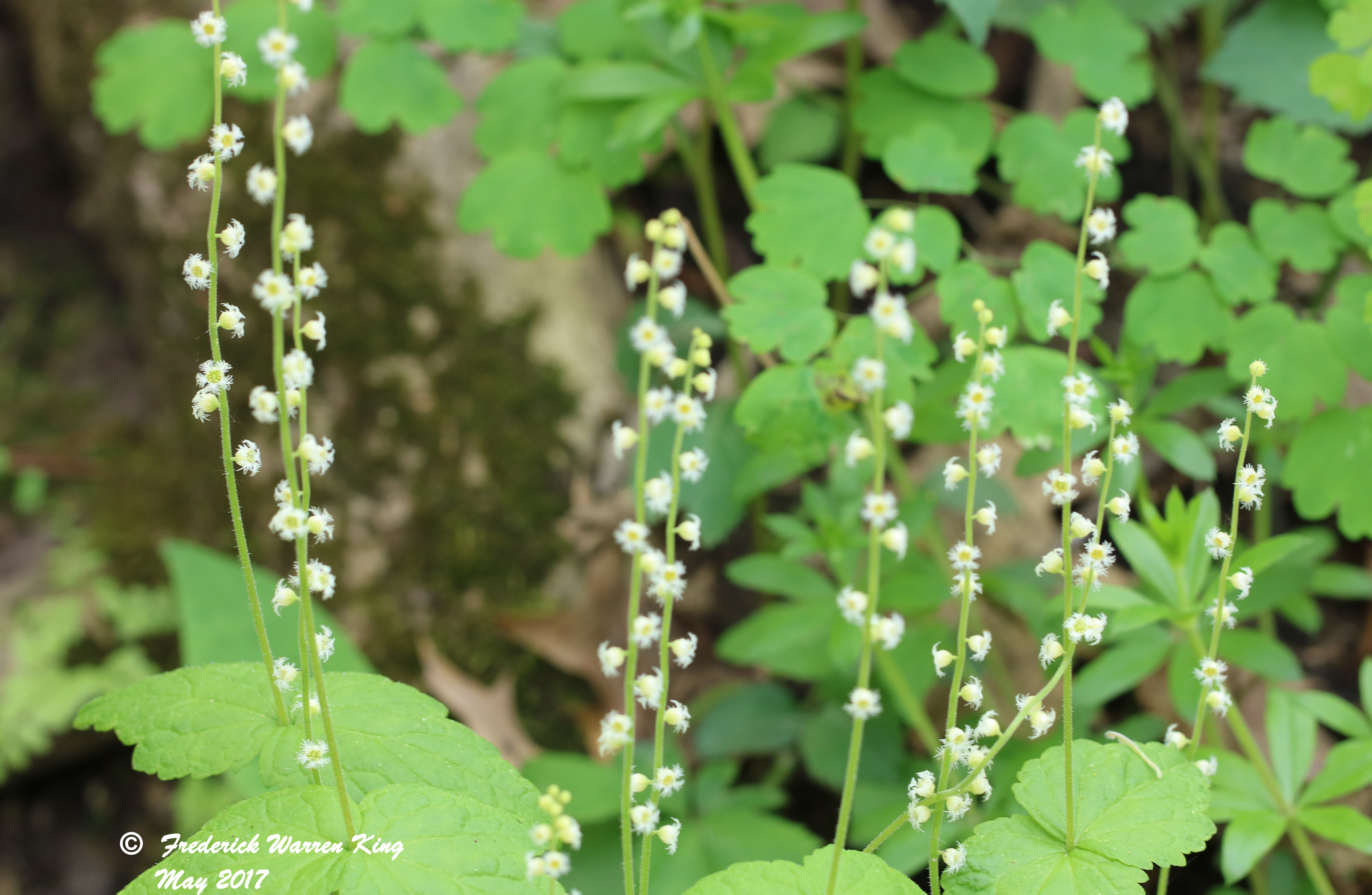 putnam-Mitella-diphylla-05-12-2017-IMG_0336.JPG