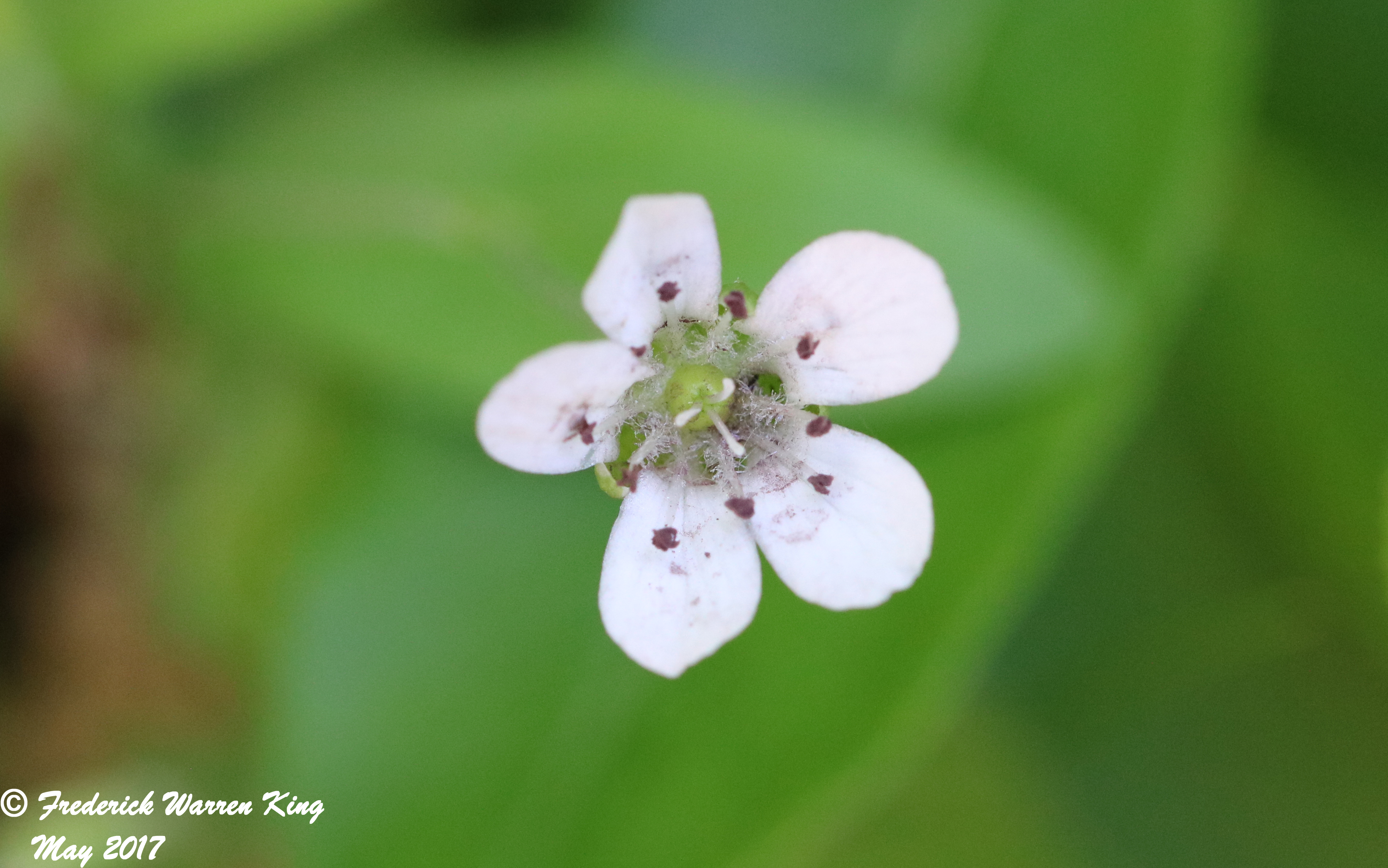 putnam-Moehringia-lateriflora-05-31-2017-IMG_0578.JPG