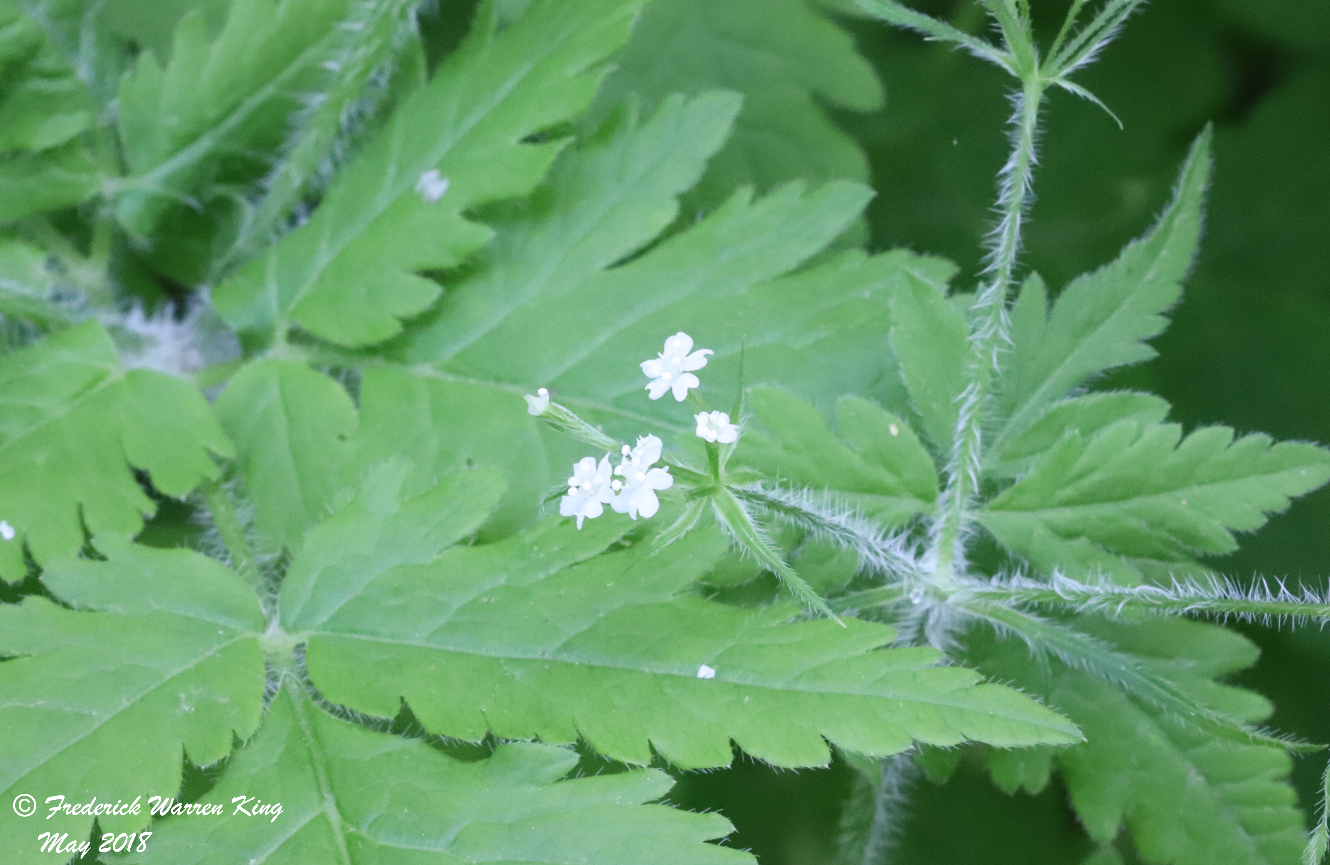 putnam-Osmorhiza-claytonii-05-25-2018-IMG_0182.JPG