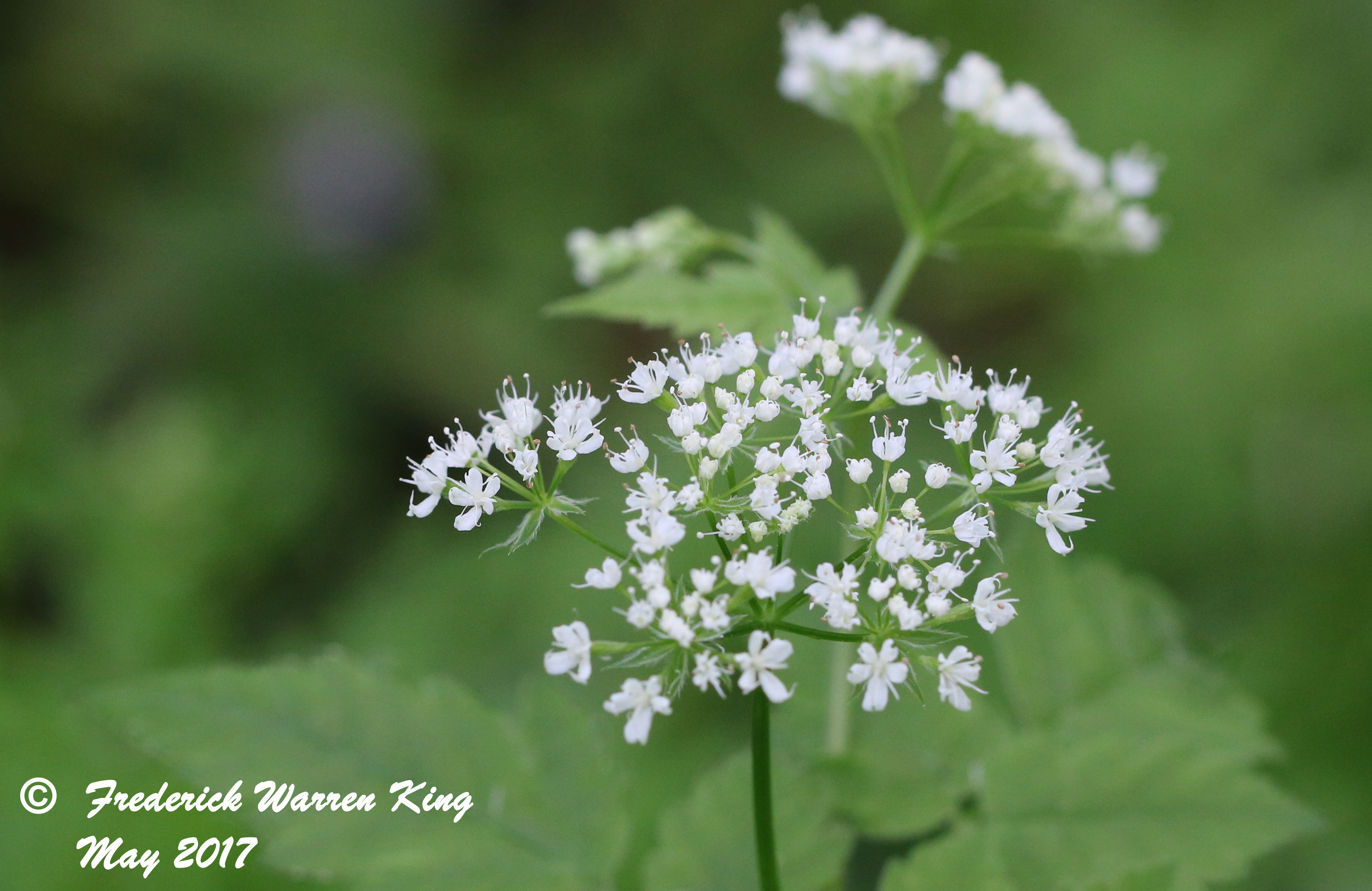 putnam-Osmorhiza-longistylis-05-22-2017-IMG_0483.JPG