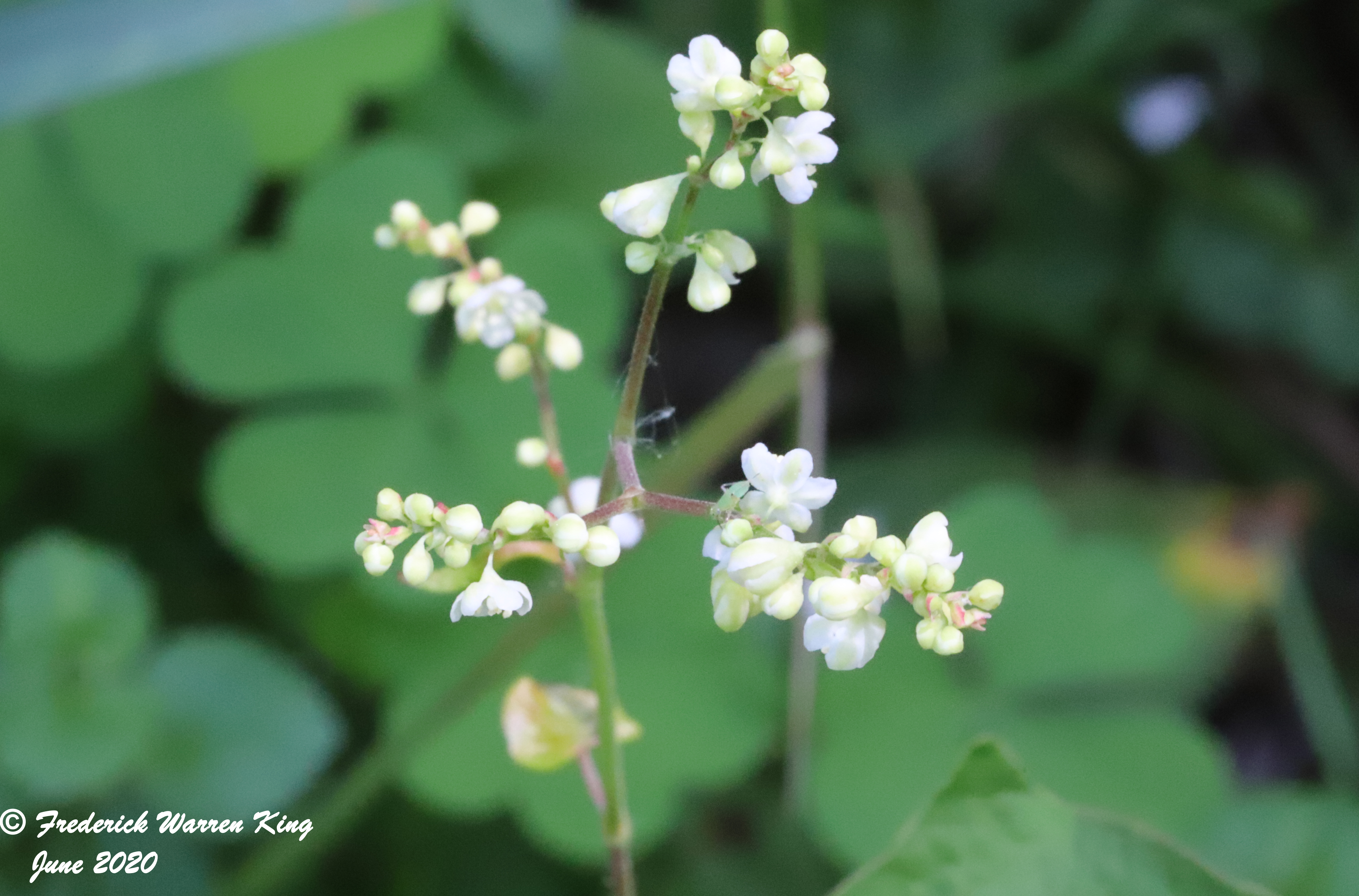 putnam-Parogonum-ciliinode-06-16-2020-IMG_3969.JPG
