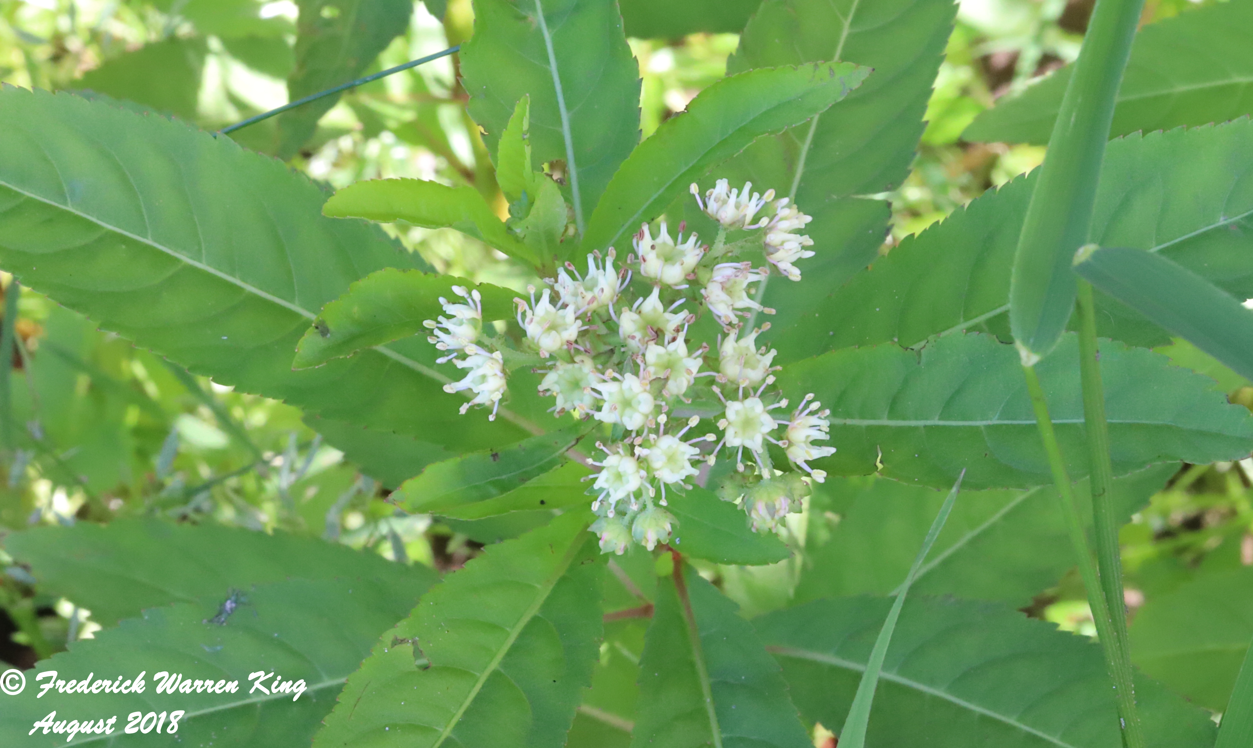 putnam-Penthorum-sedoides-08-30-2018-IMG_0954.JPG