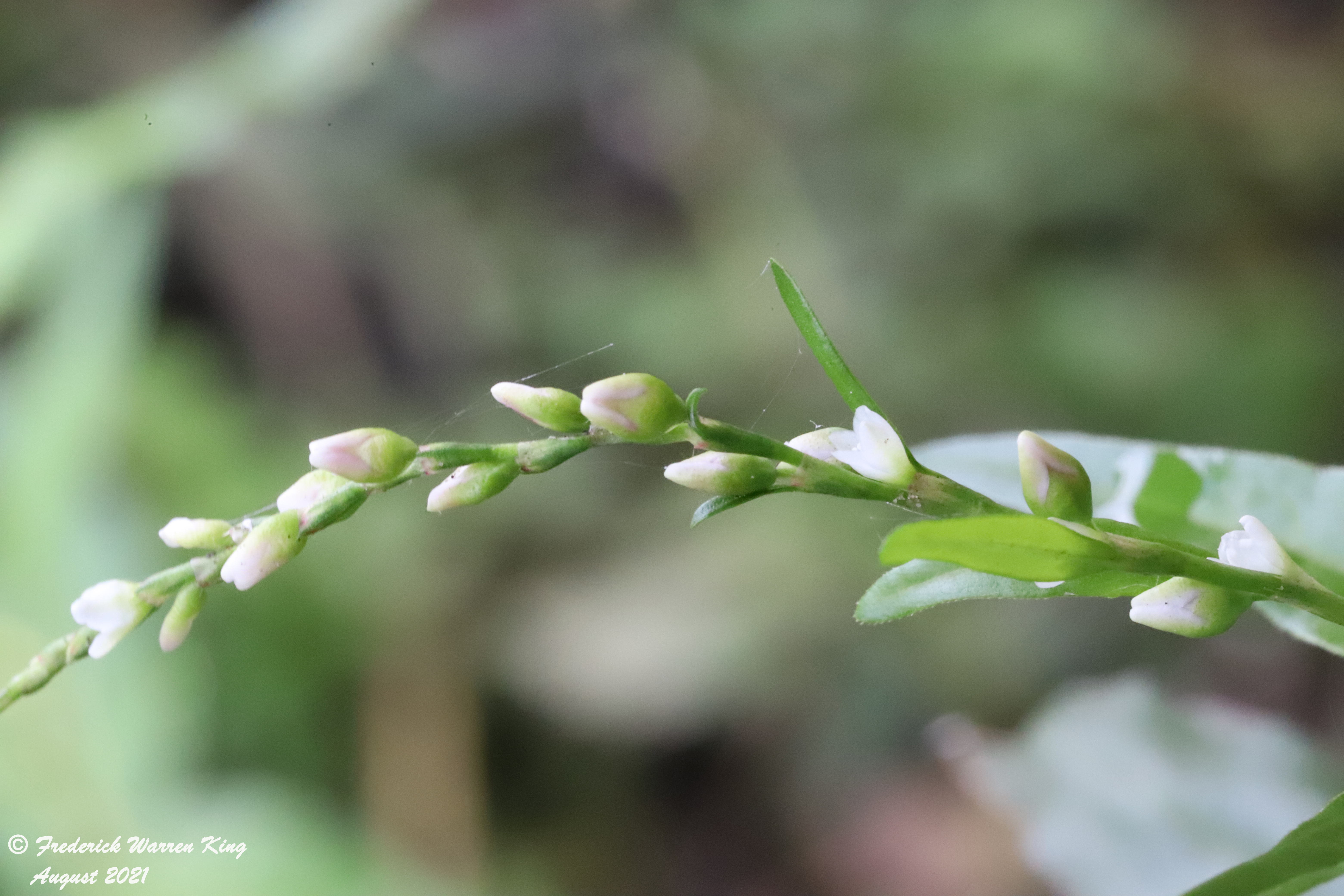 putnam-Persicaria-hydropiper-08-25-2021-IMG_8952.JPG