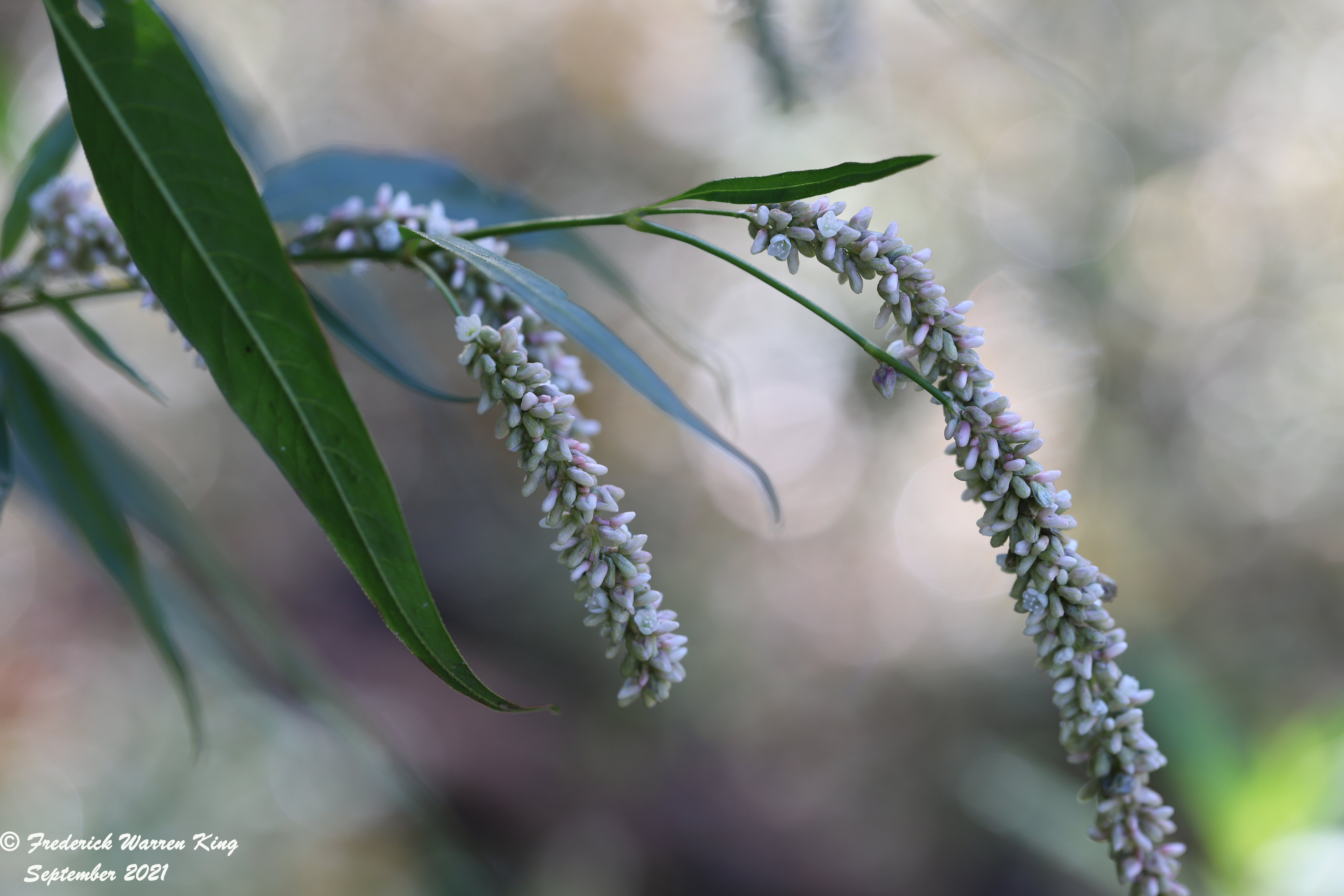 putnam-Persicaria-lapathifolia-09-15-2021-IMG_9527.JPG