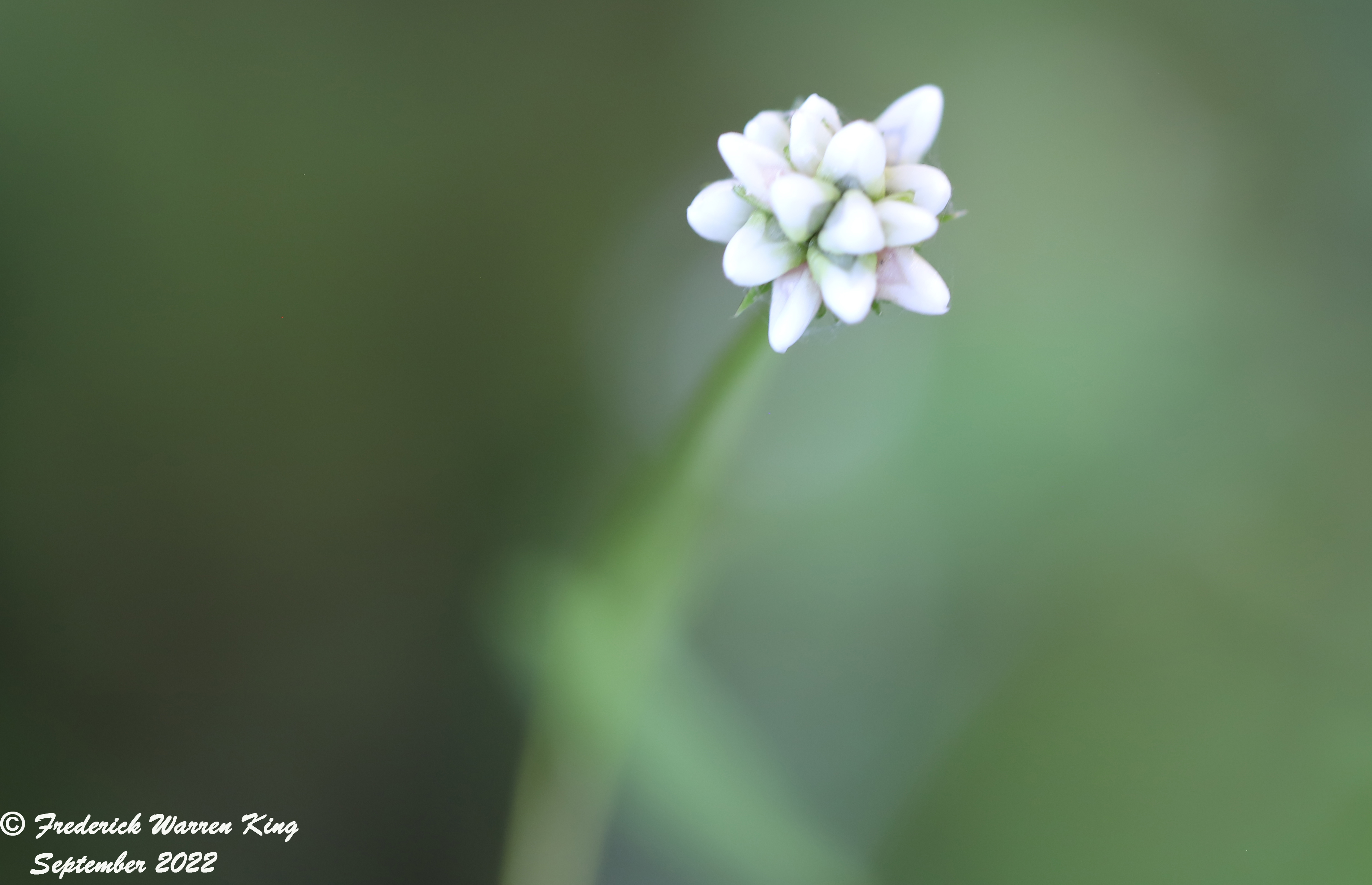 putnam-Persicaria-sagittata-09-04-2022-IMG_4340.JPG