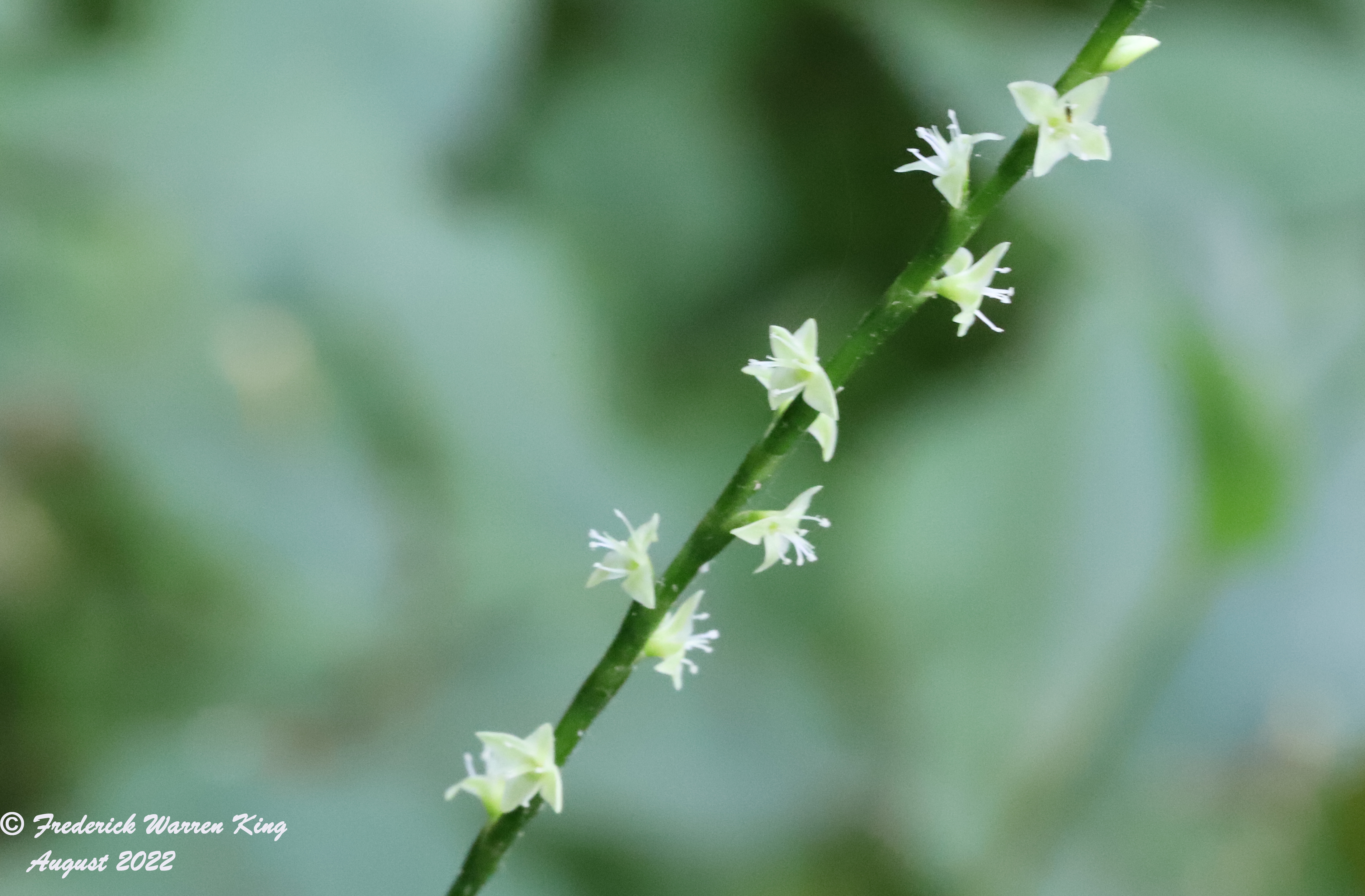 putnam-Persicaria-virginiana-08-01-2022-IMG_3294.JPG