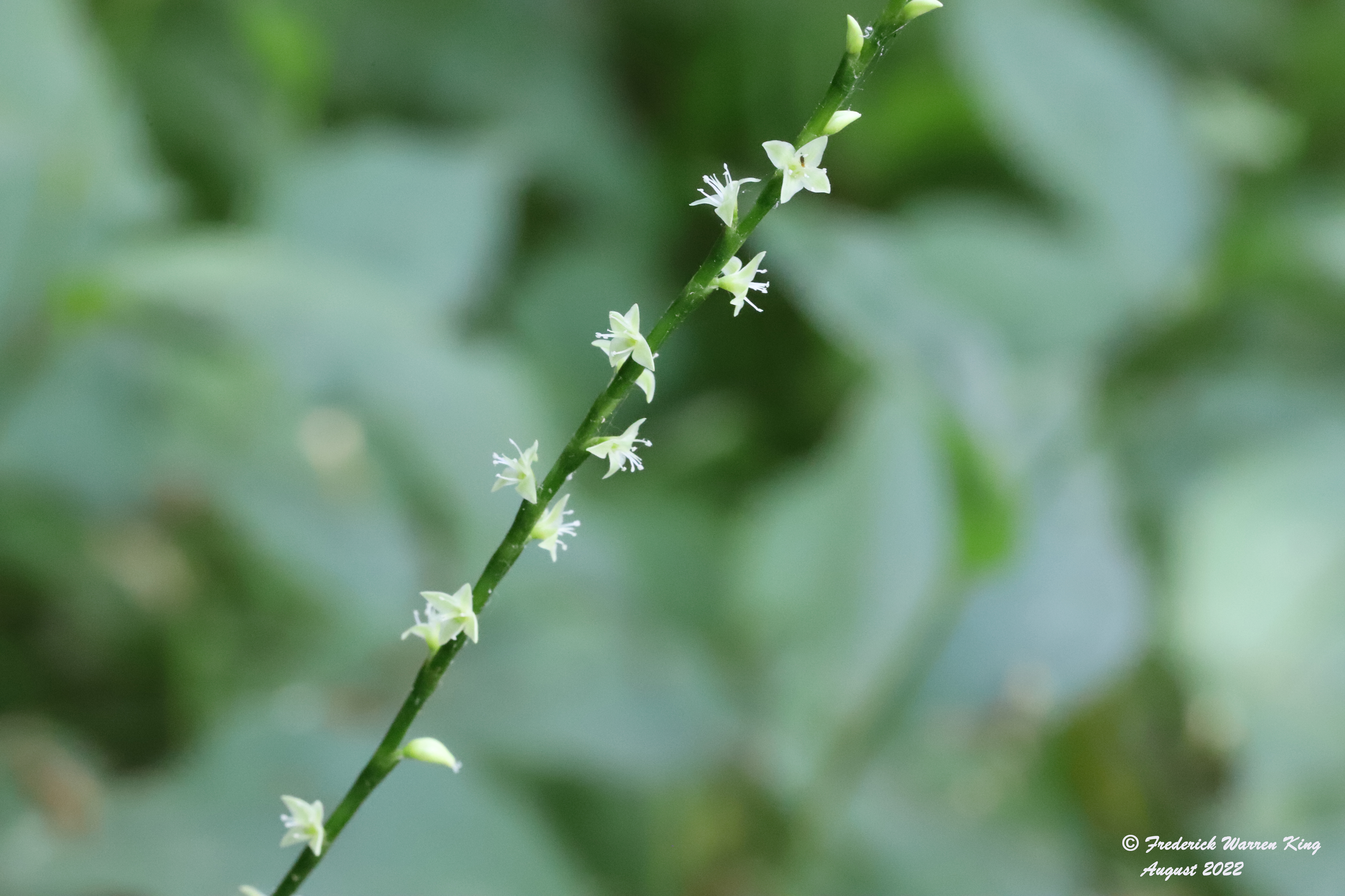 putnam-Persicaria-virginiana-08-01-2022-IMG_3295.JPG