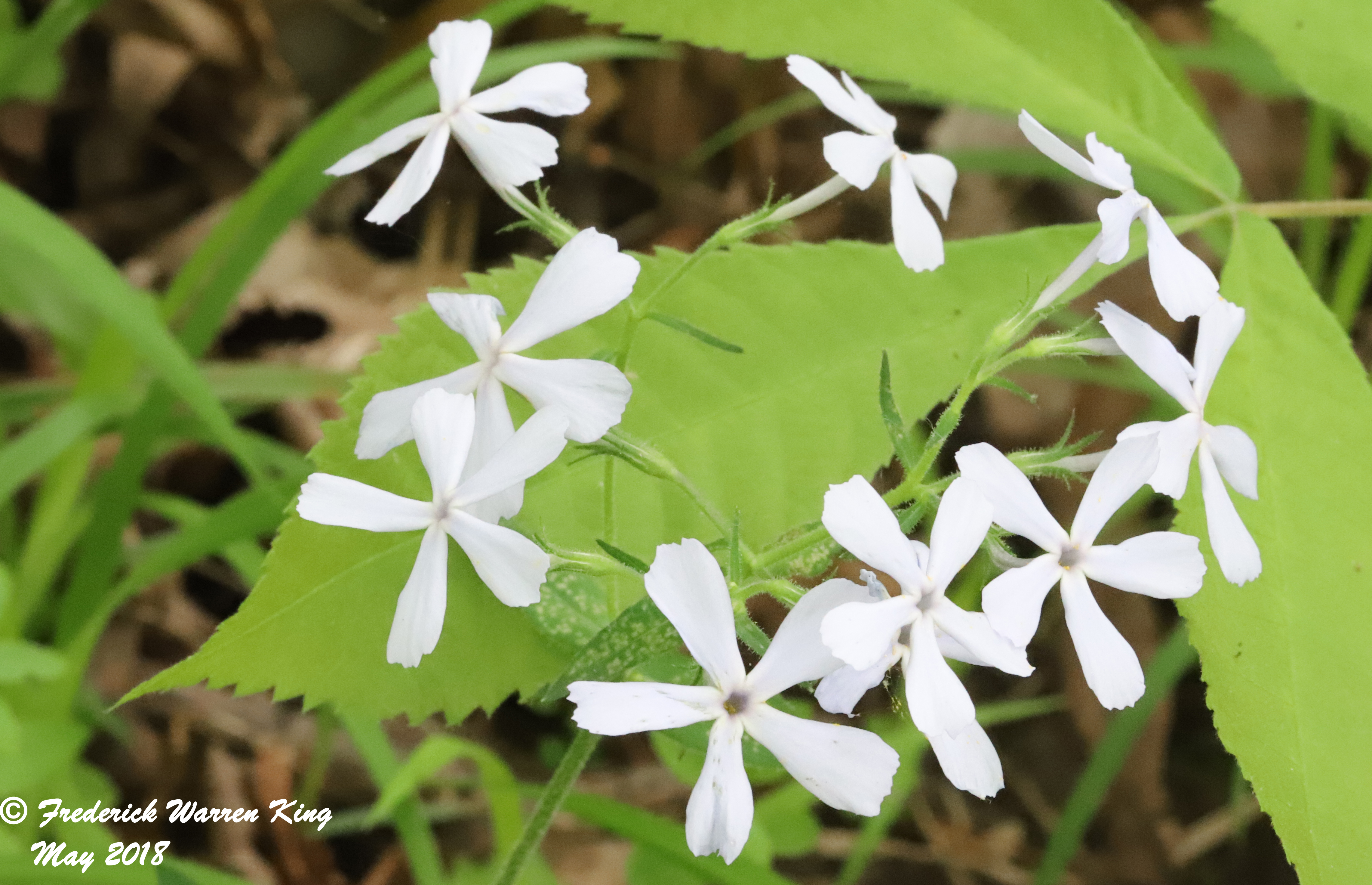 putnam-Phlox-divaricata-05-27-2018-IMG_0230.JPG