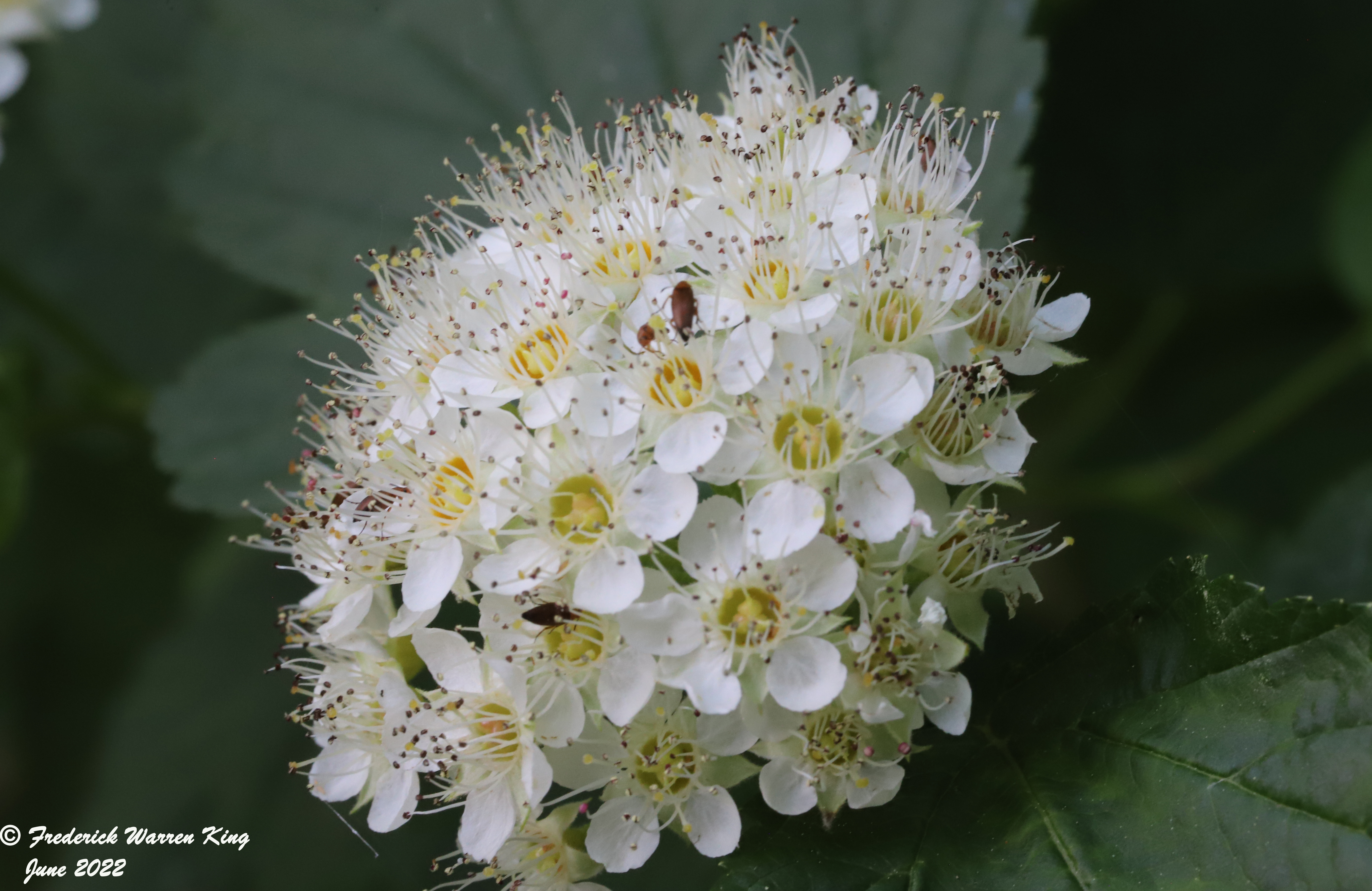 putnam-Physocarpus-opulifolius-06-12-2022-IMG_1614.JPG