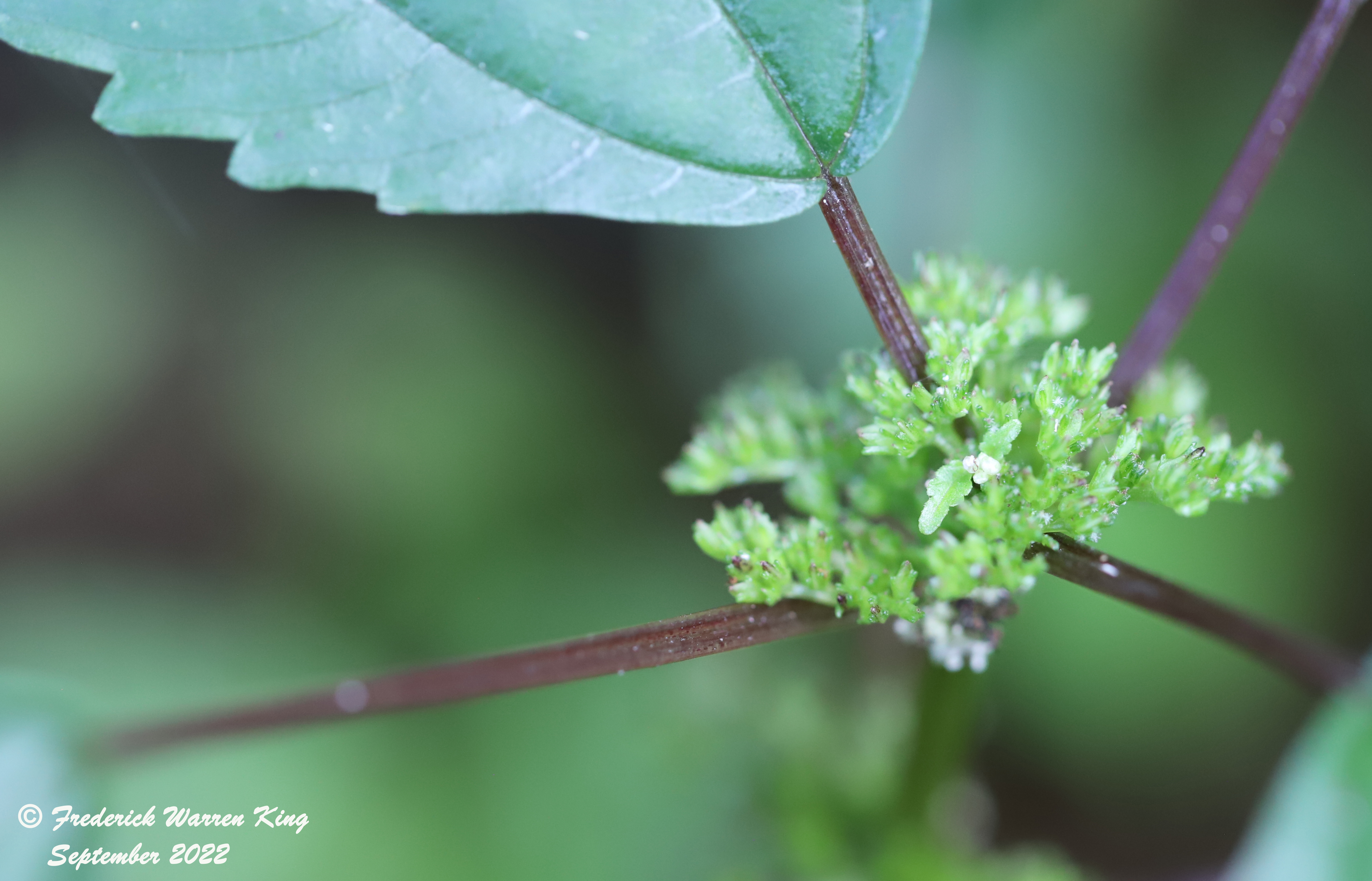 putnam-Pilea-fontana-08-22-2022-IMG_4175.JPG