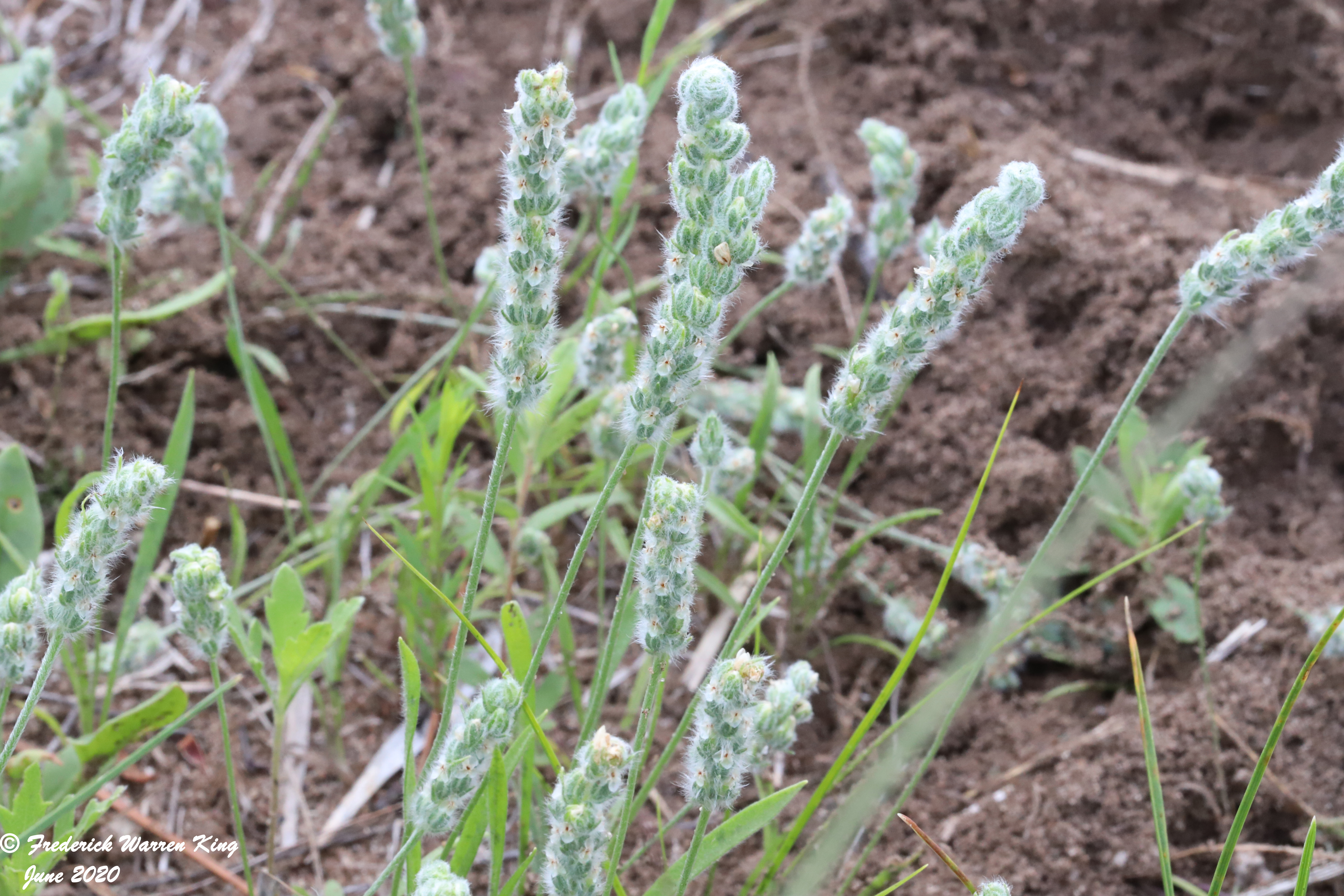 putnam-Plantago-patagonica-06-23-2020-IMG_4042.JPG