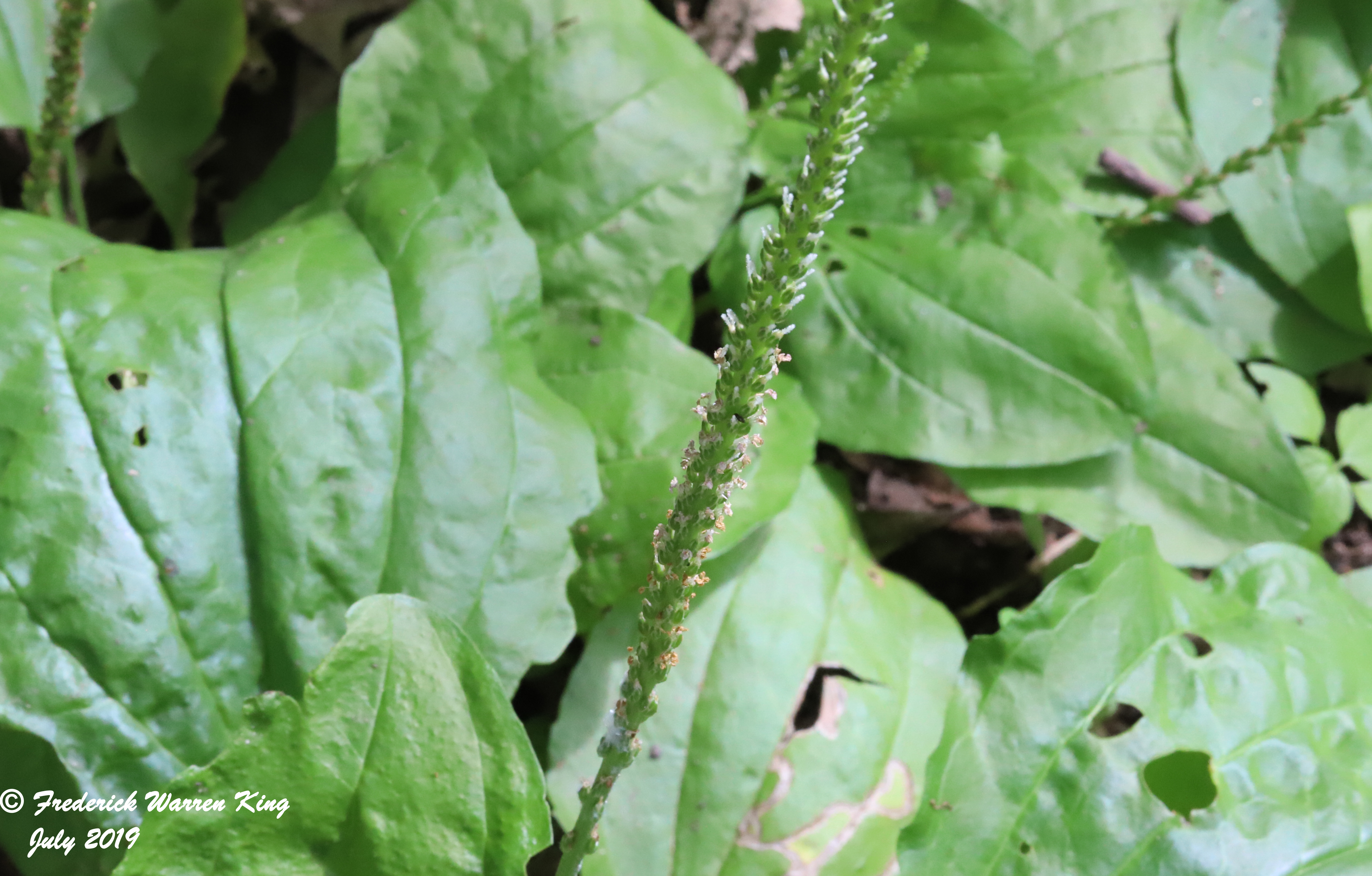 putnam-Plantago-rugelii-07-17-2019-IMG_2354.JPG