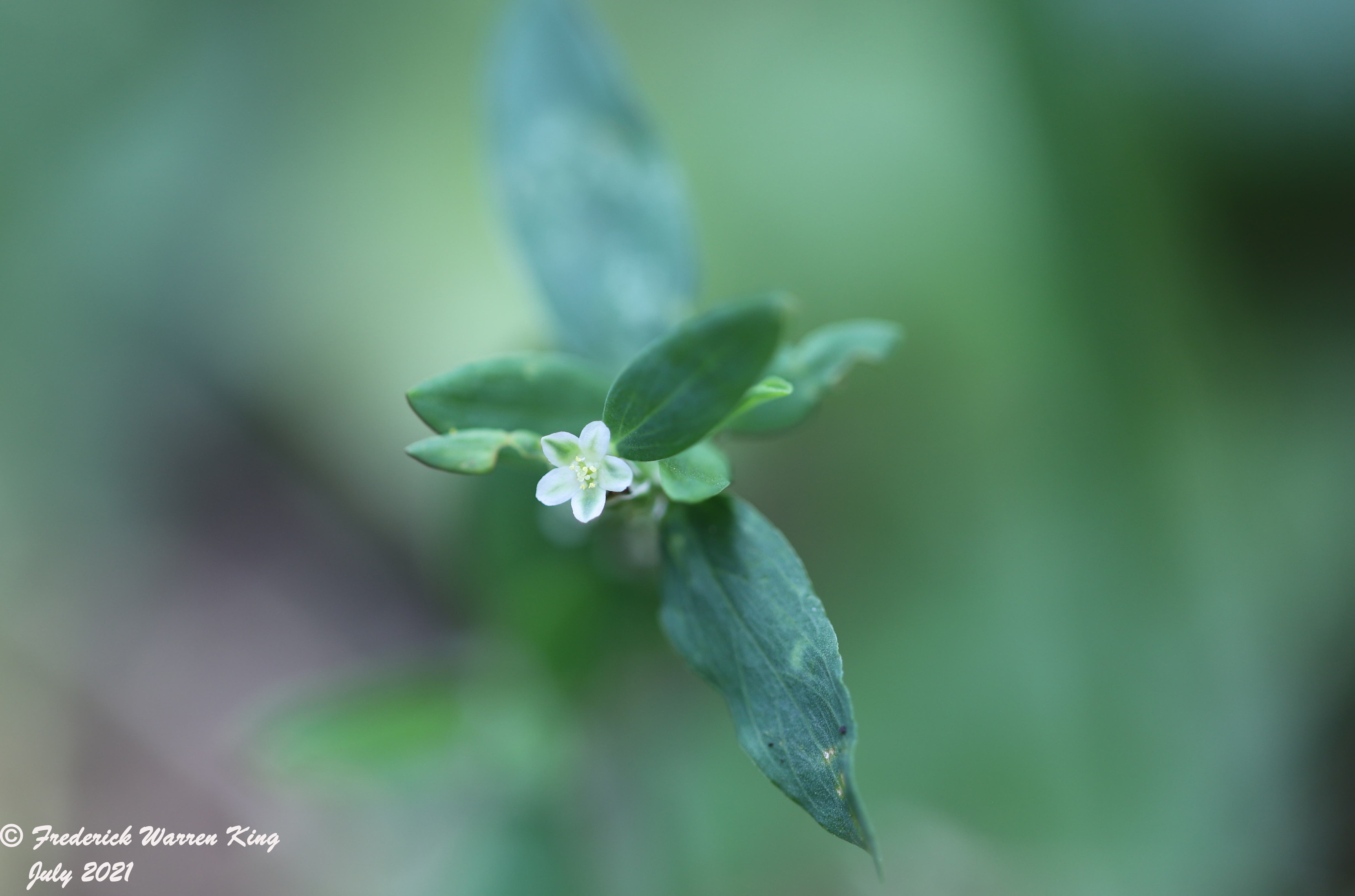 putnam-Polygonum-aviculare-07-18-2021-IMG_7875.JPG