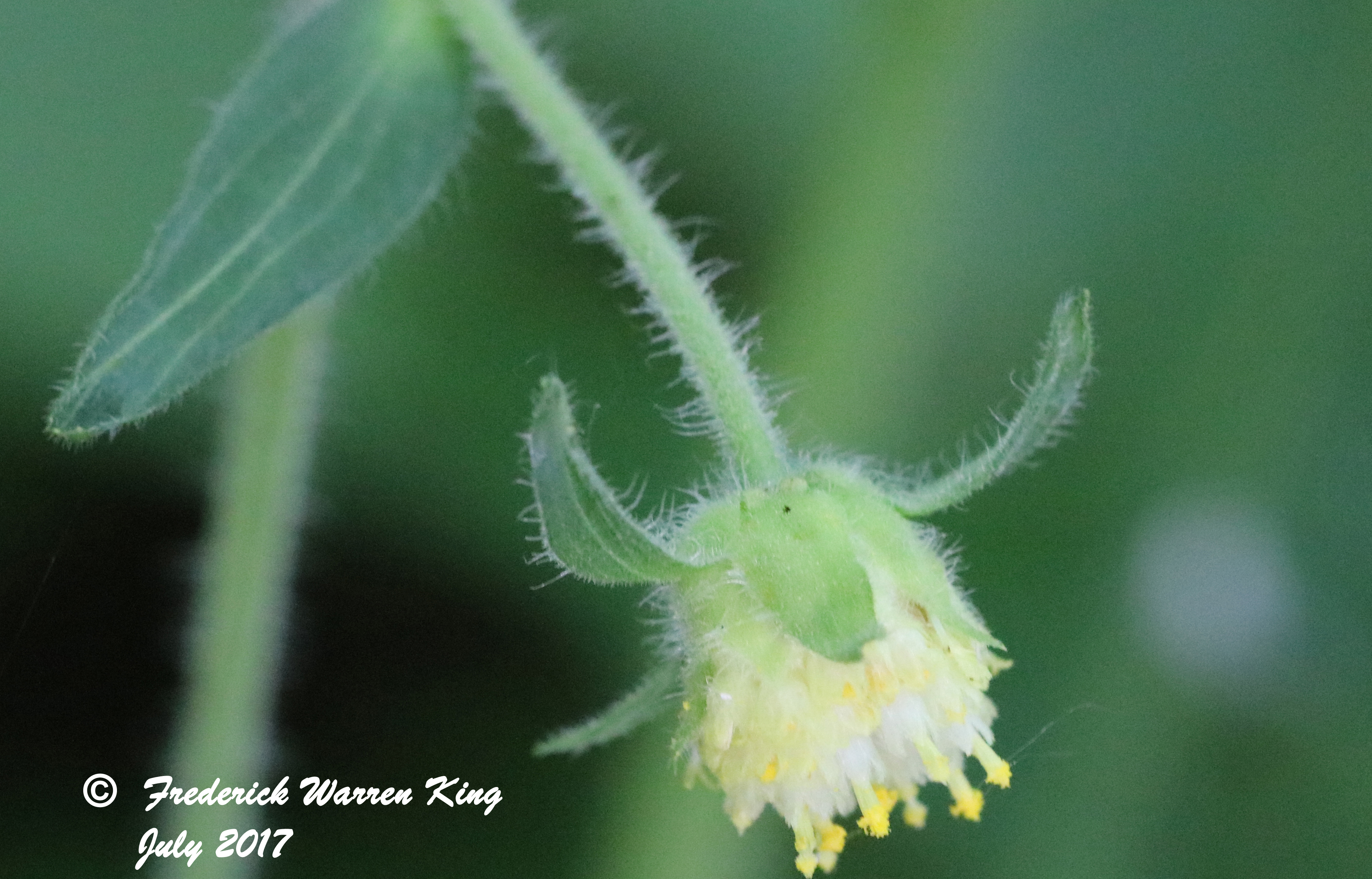 putnam-Polymnia-canadensis-07-02-2017-IMG_0982.JPG
