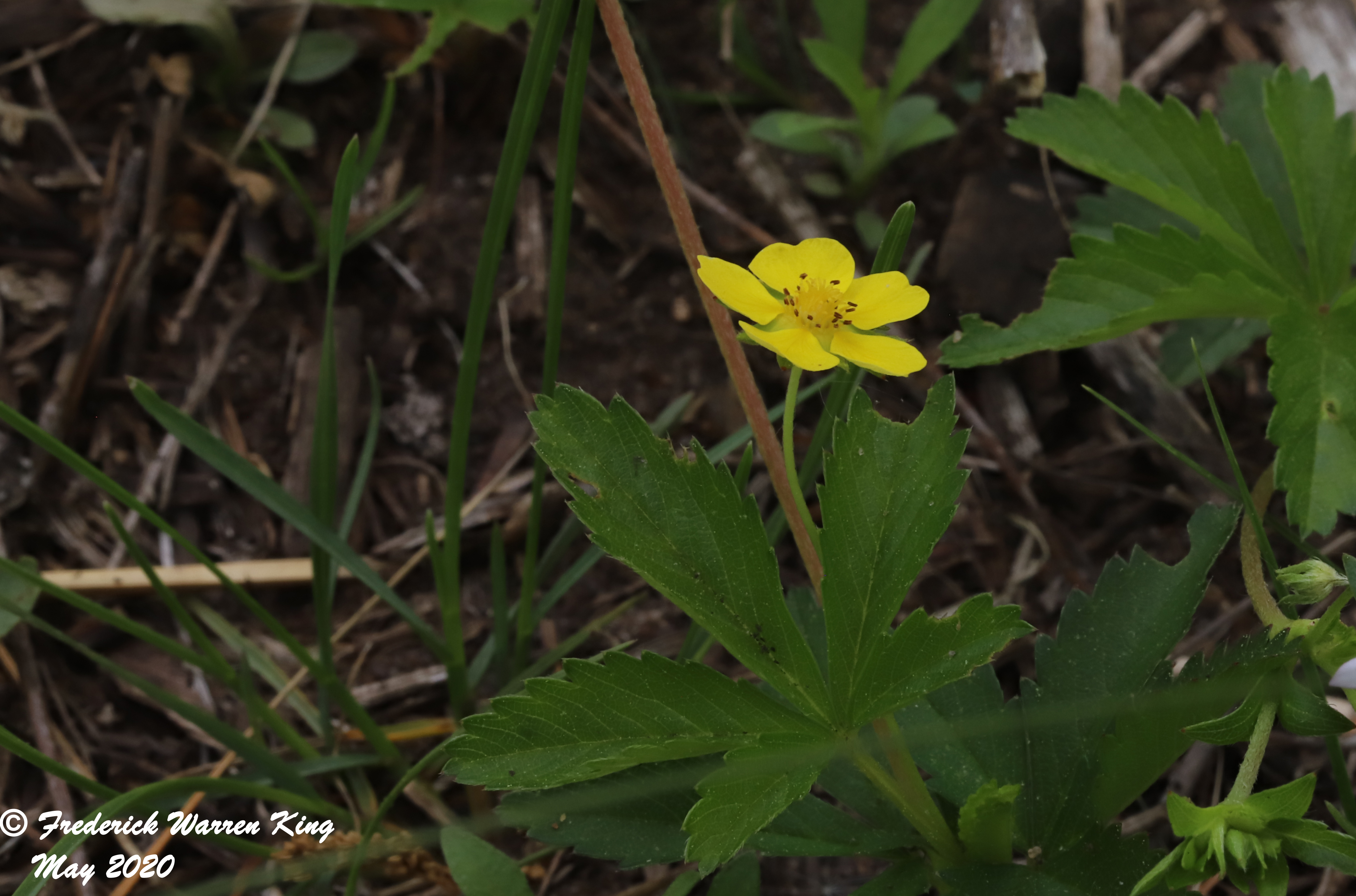 putnam-Potentilla-simplex-05-29-2020-IMG_3761.JPG