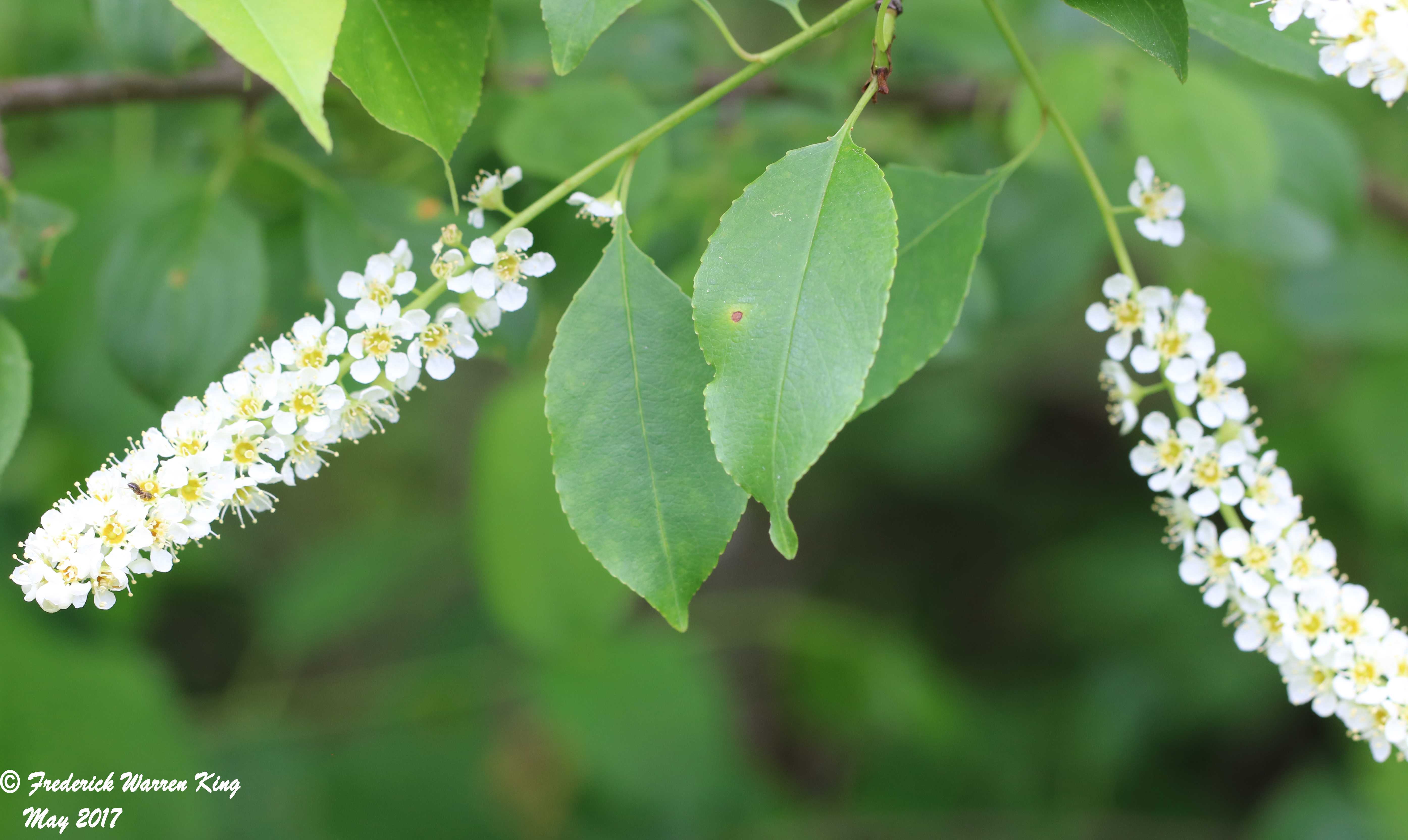 putnam-Prunus-virginiana-05-26-2017-IMG_0502.JPG