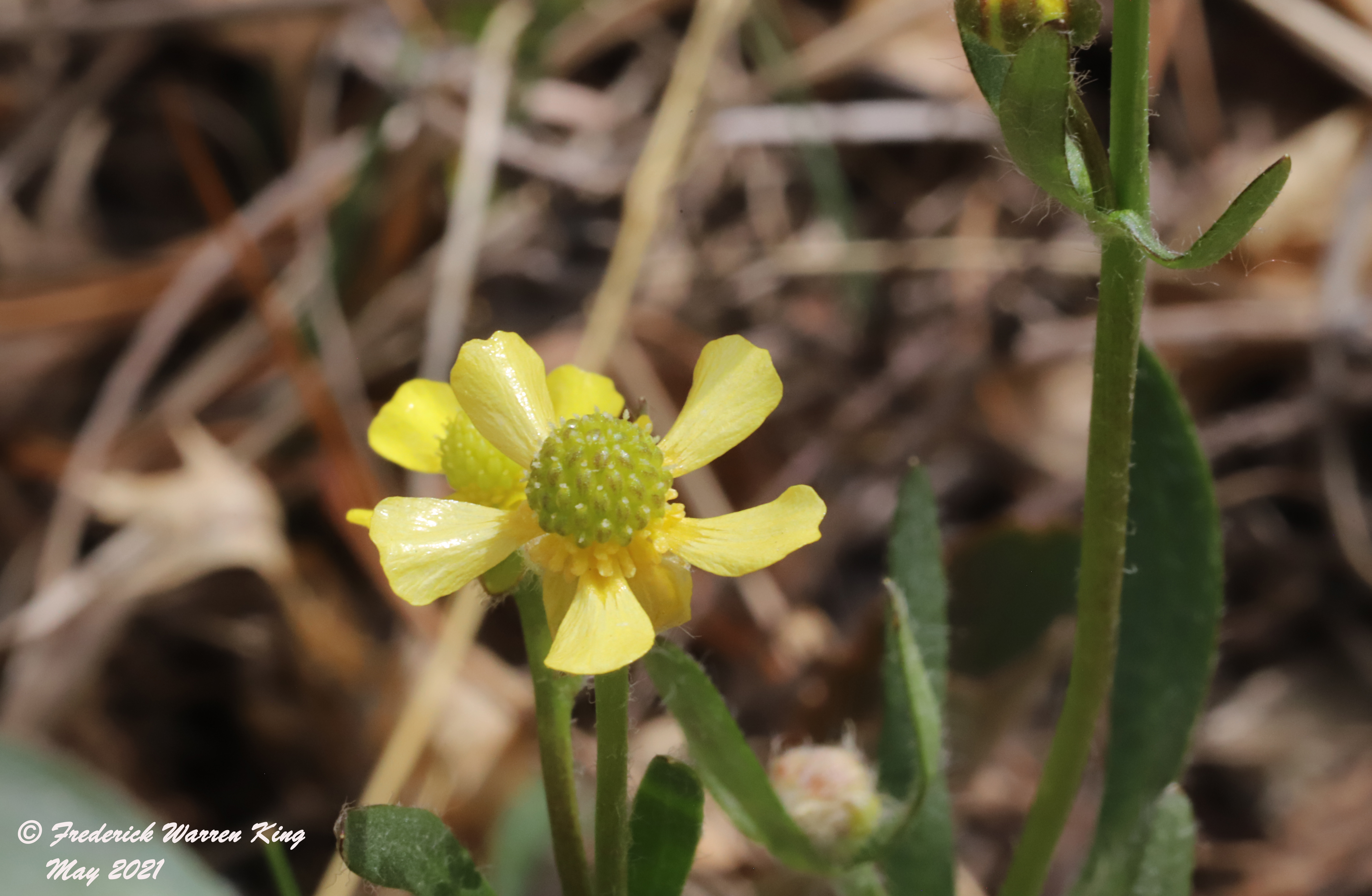 putnam-Ranunculus-rhomboideus-05-13-2021-IMG_6206.JPG