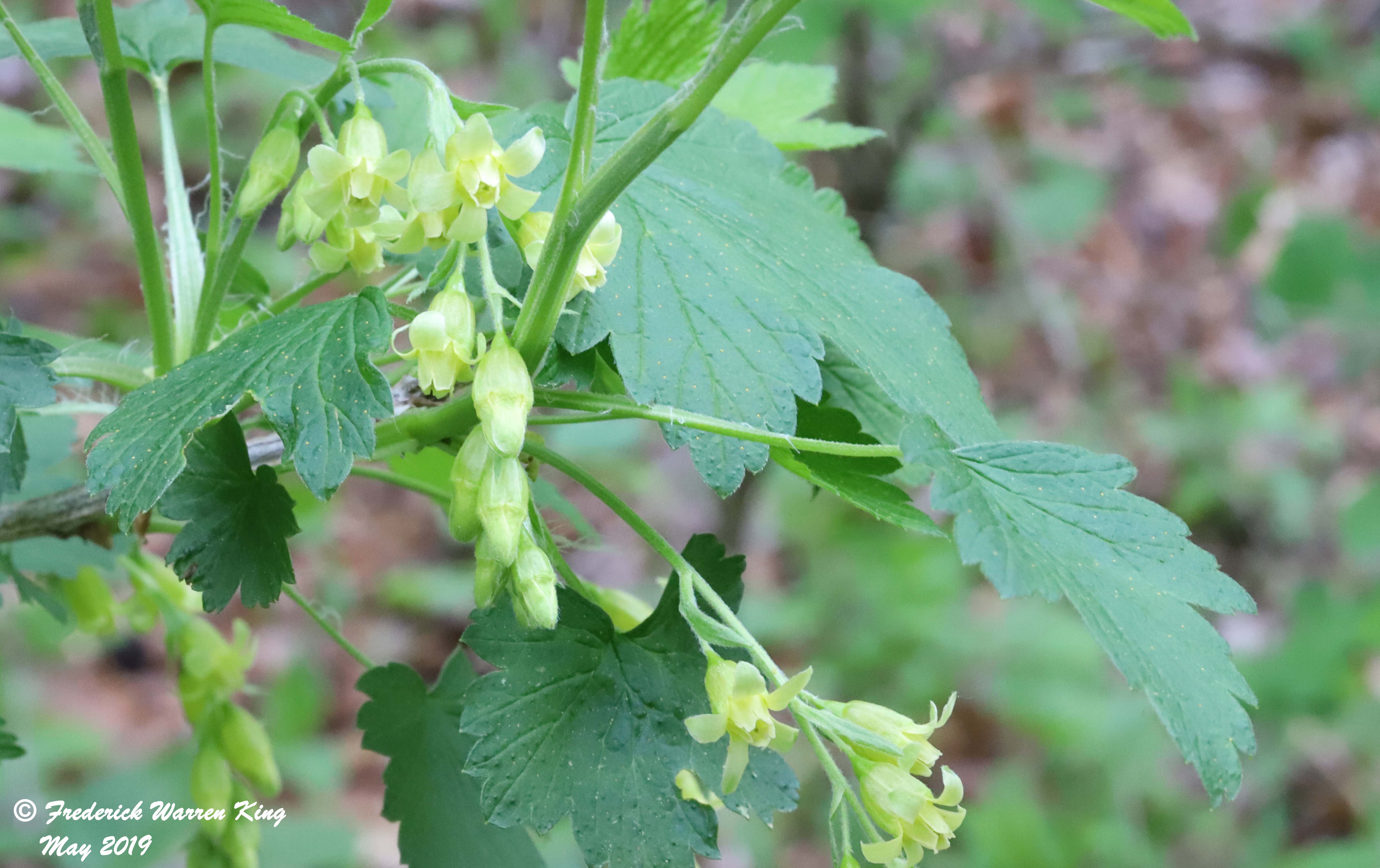 putnam-Ribes-americanum-05-18-2019-IMG_1499.JPG