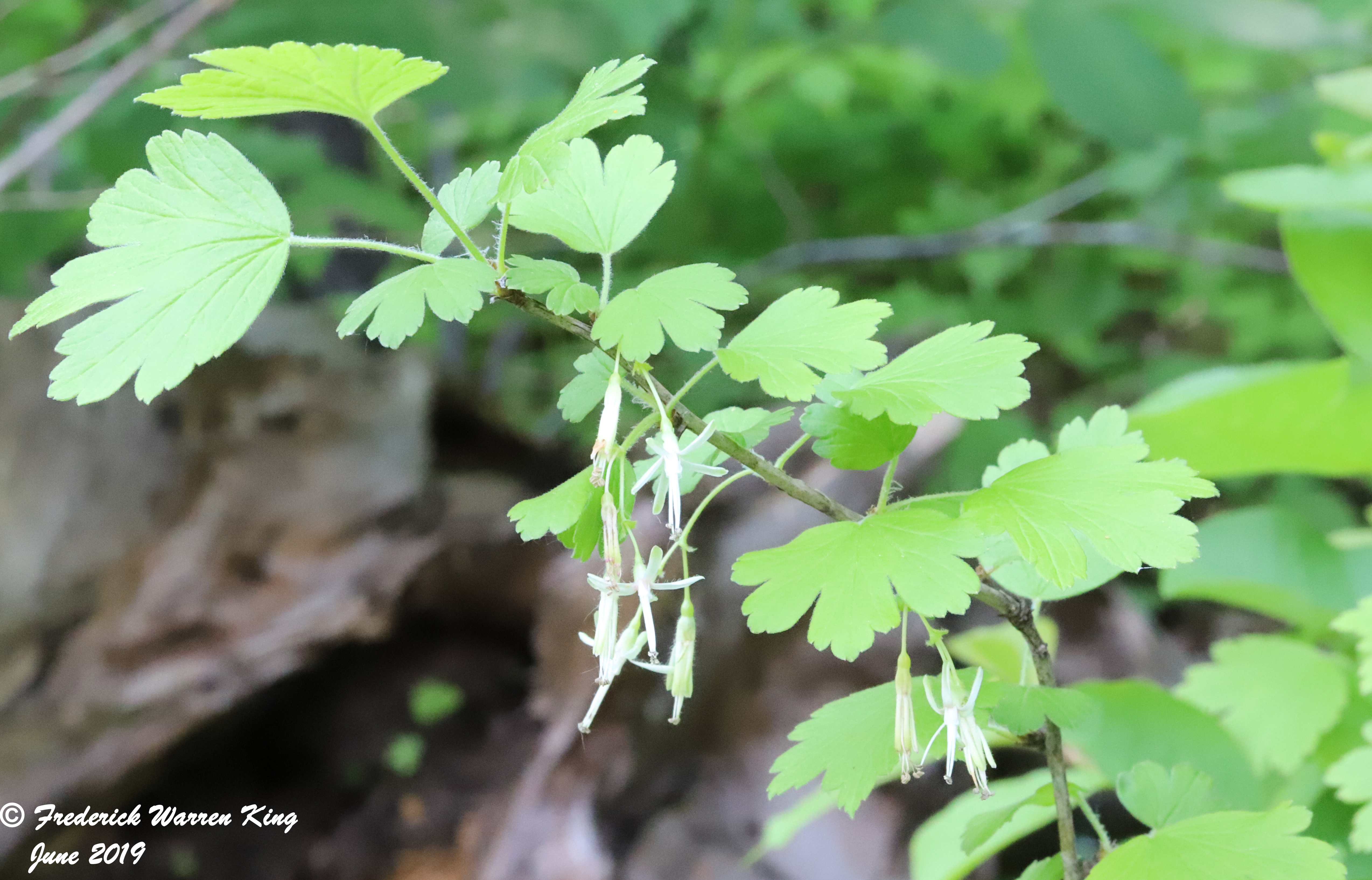 putnam-Ribes-missouriense-06-01-2019-IMG_1632.JPG