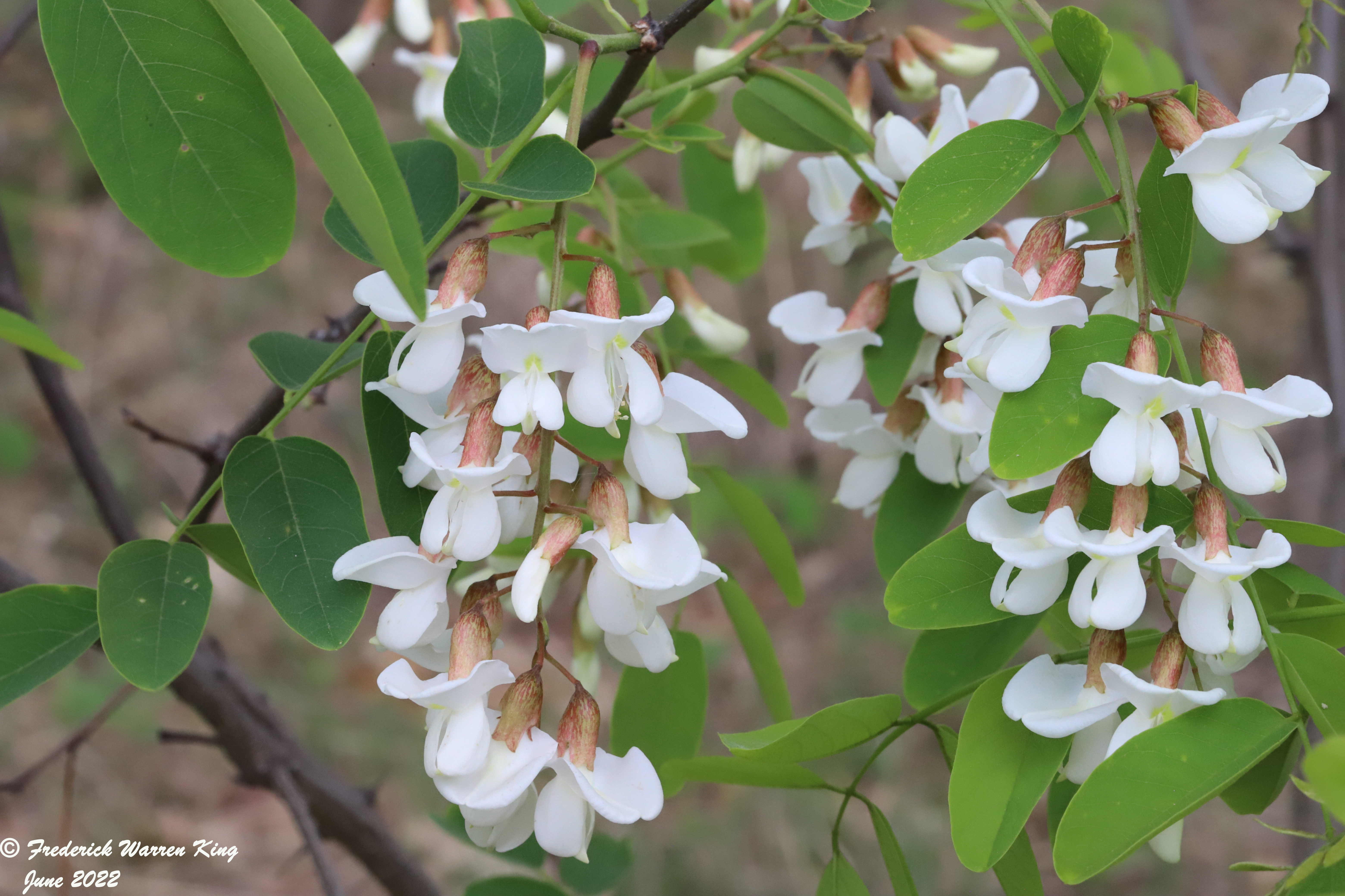 putnam-Robinia-pseudoacacia-06-02-2022-IMG_1290.JPG