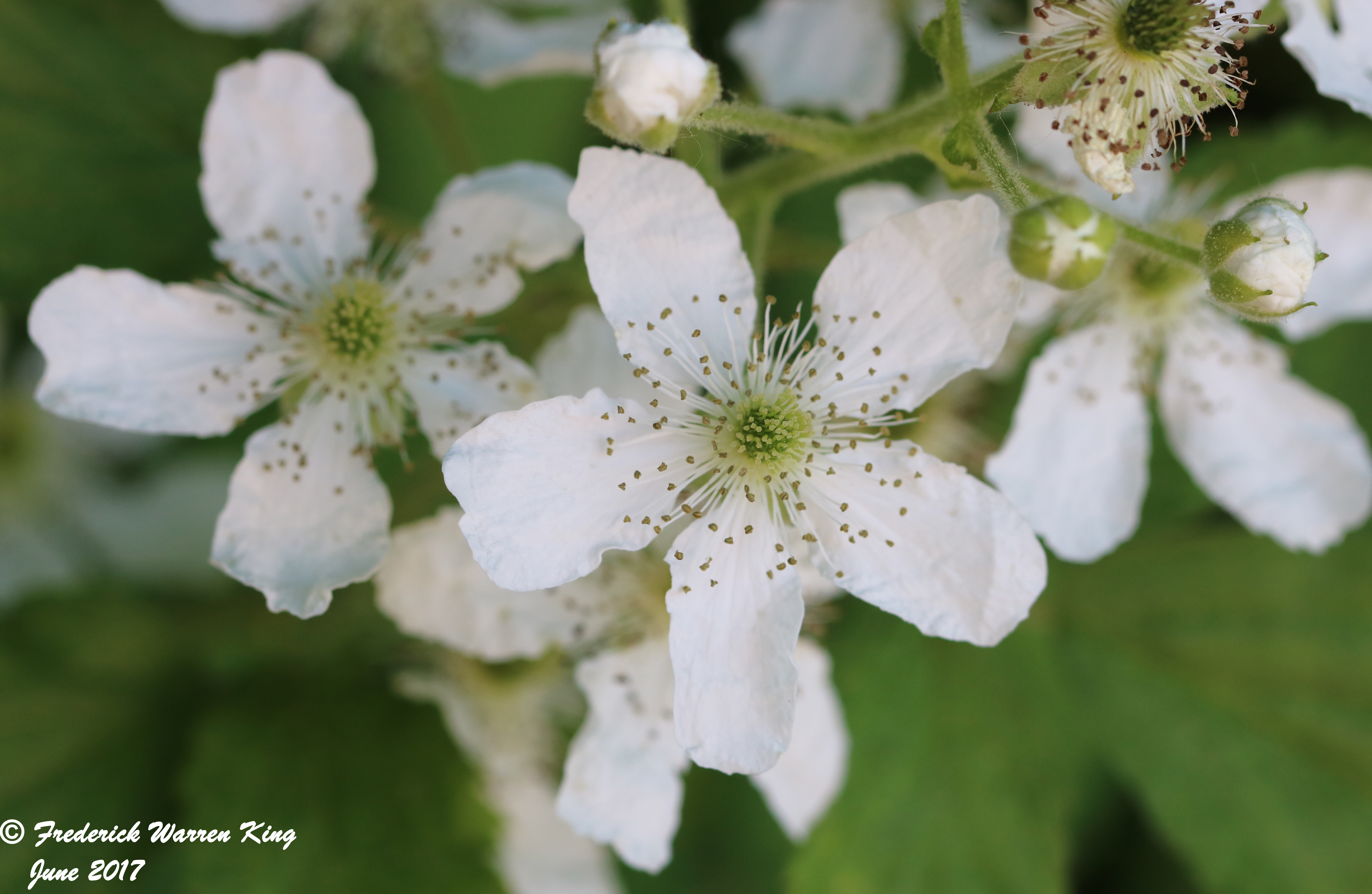 putnam-Rubus-allegheniensis-06-06-2017-IMG_0637.JPG