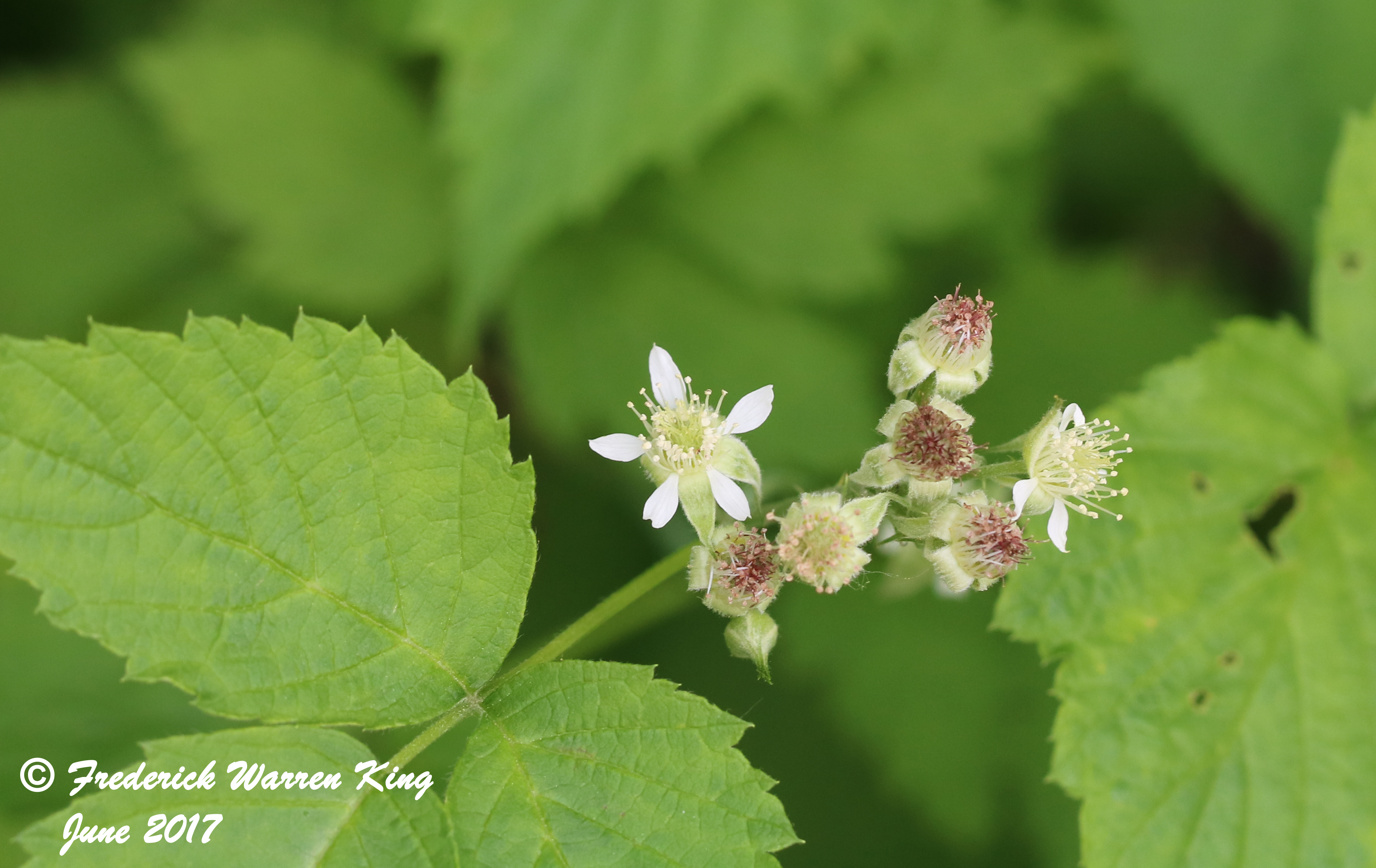 putnam-Rubus-occidentalis-06-02-2017-IMG_0598.JPG