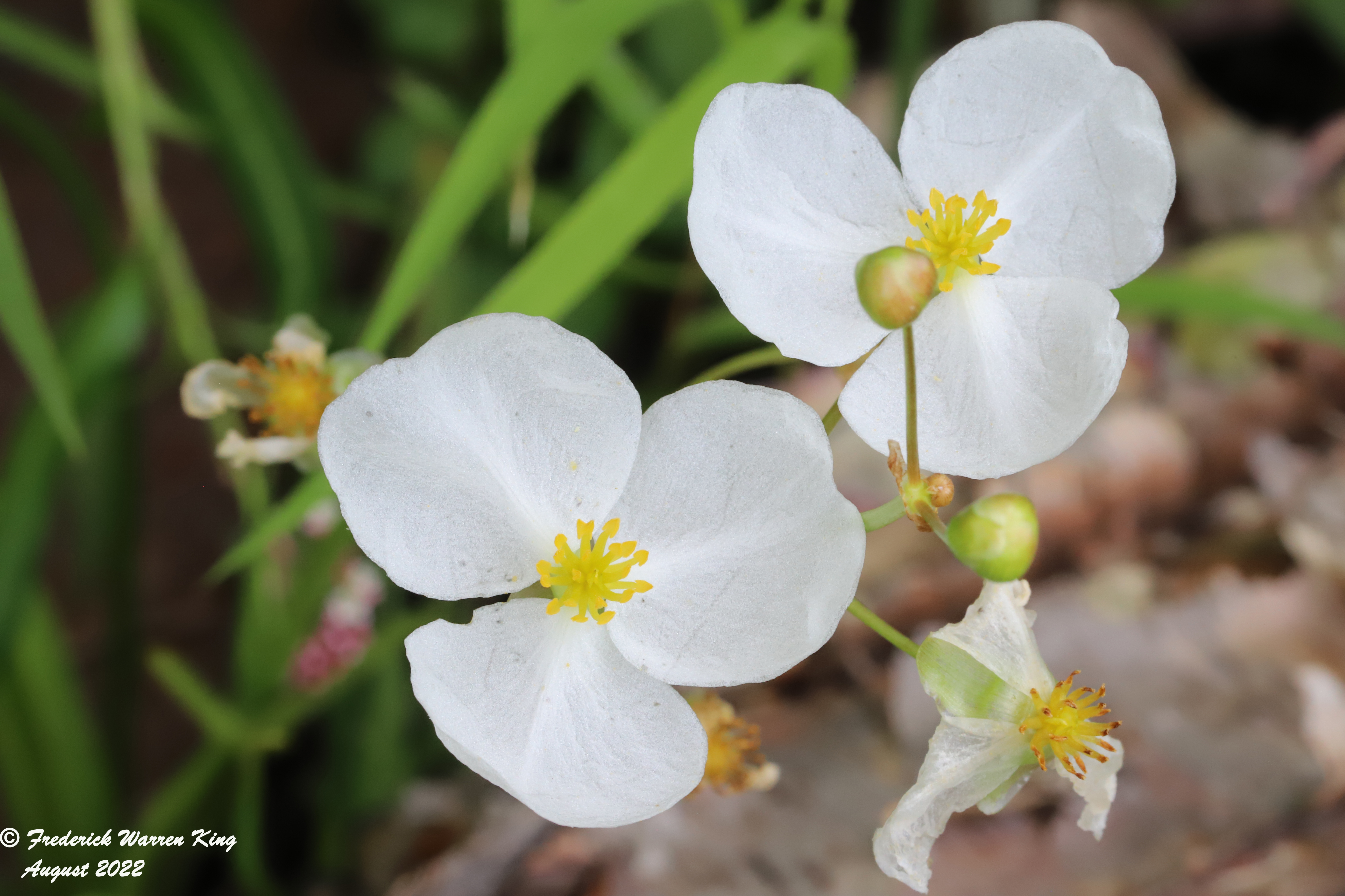 putnam-Sagittaria-latifolia-08-15-2022-IMG_3869.JPG