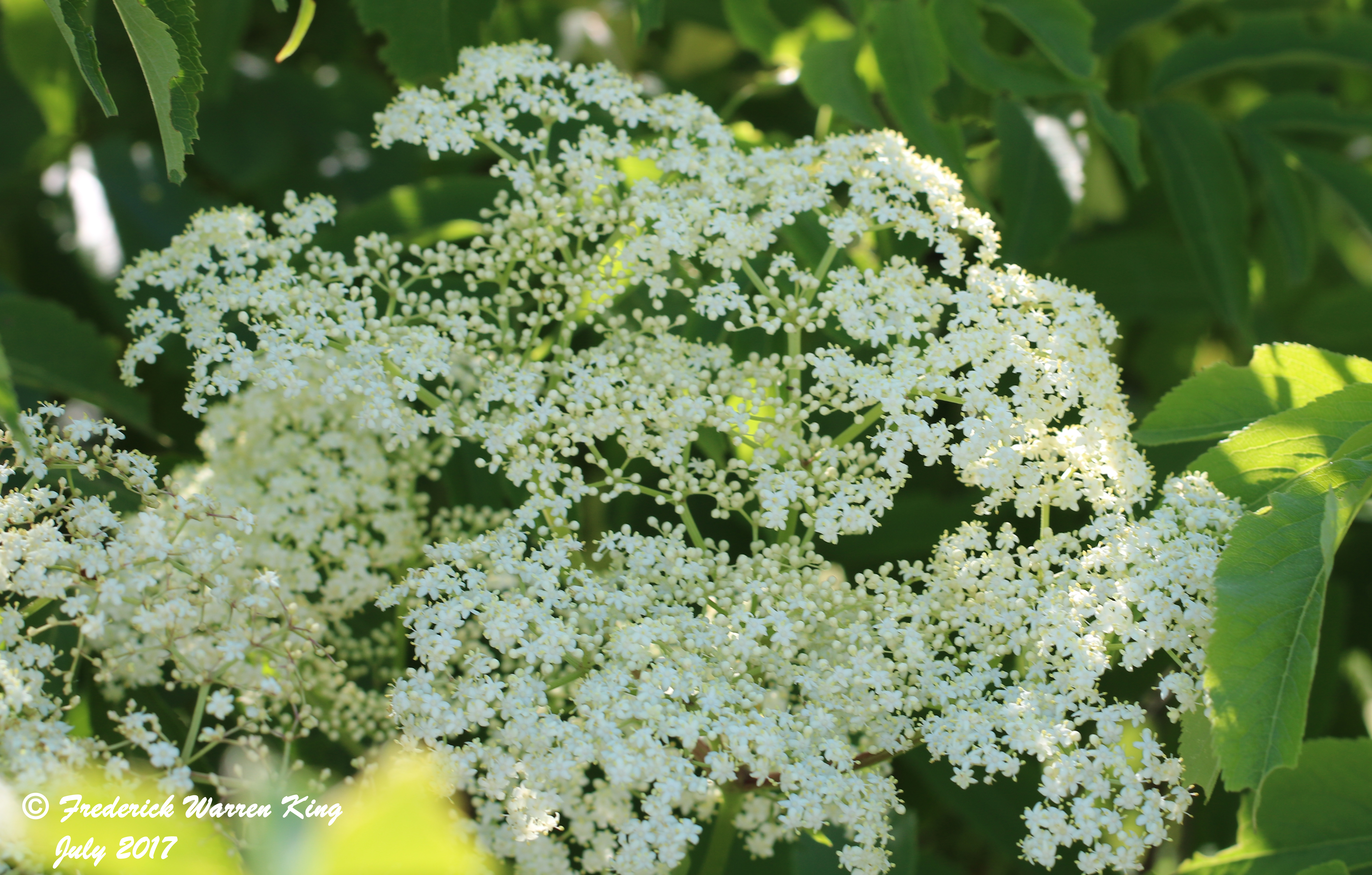 putnam-Sambucus-canadensis-07-02-2017-IMG_0996.JPG