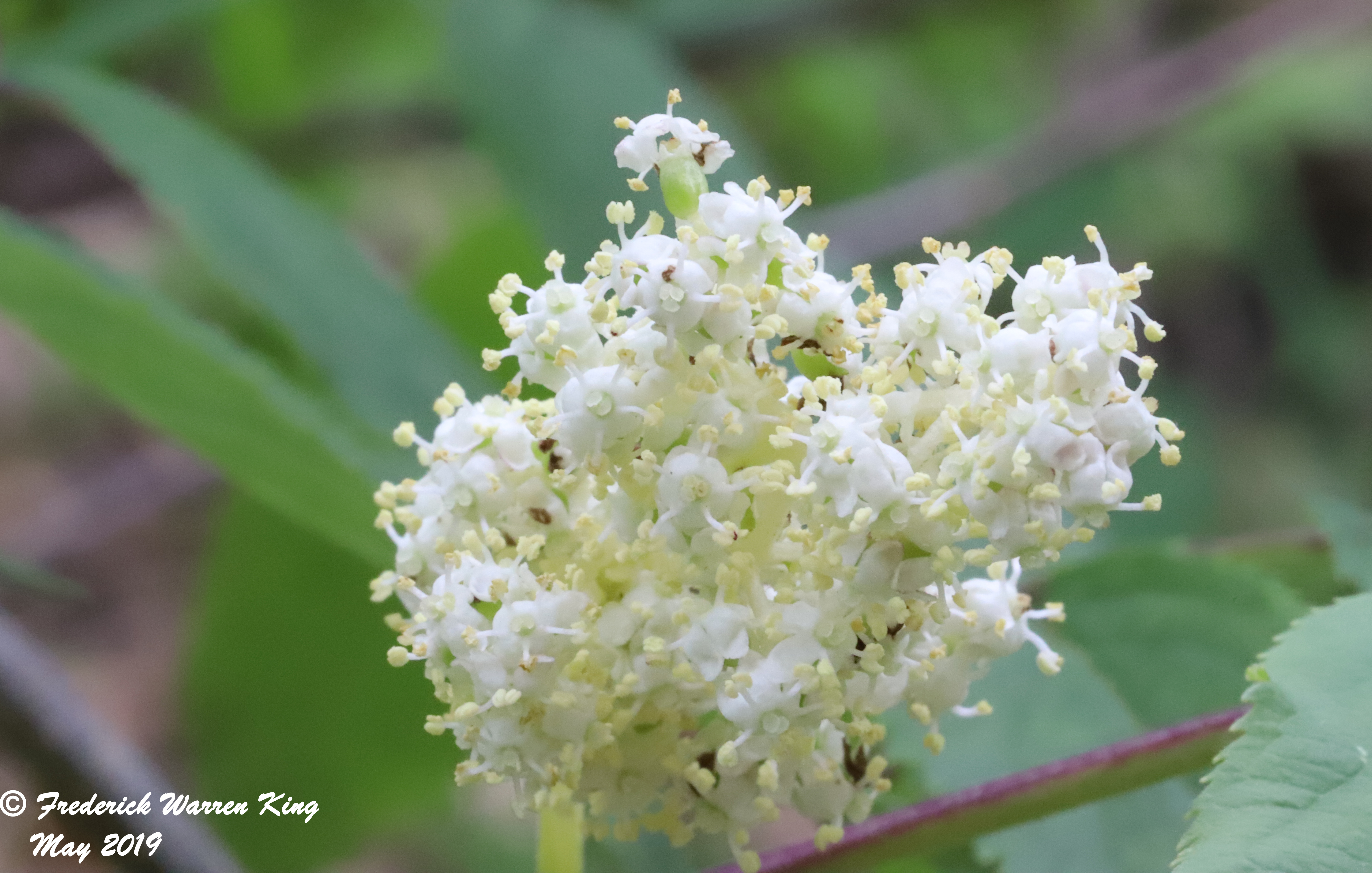 putnam-Sambucus-racemosa-05-18-2019-IMG_1483.JPG