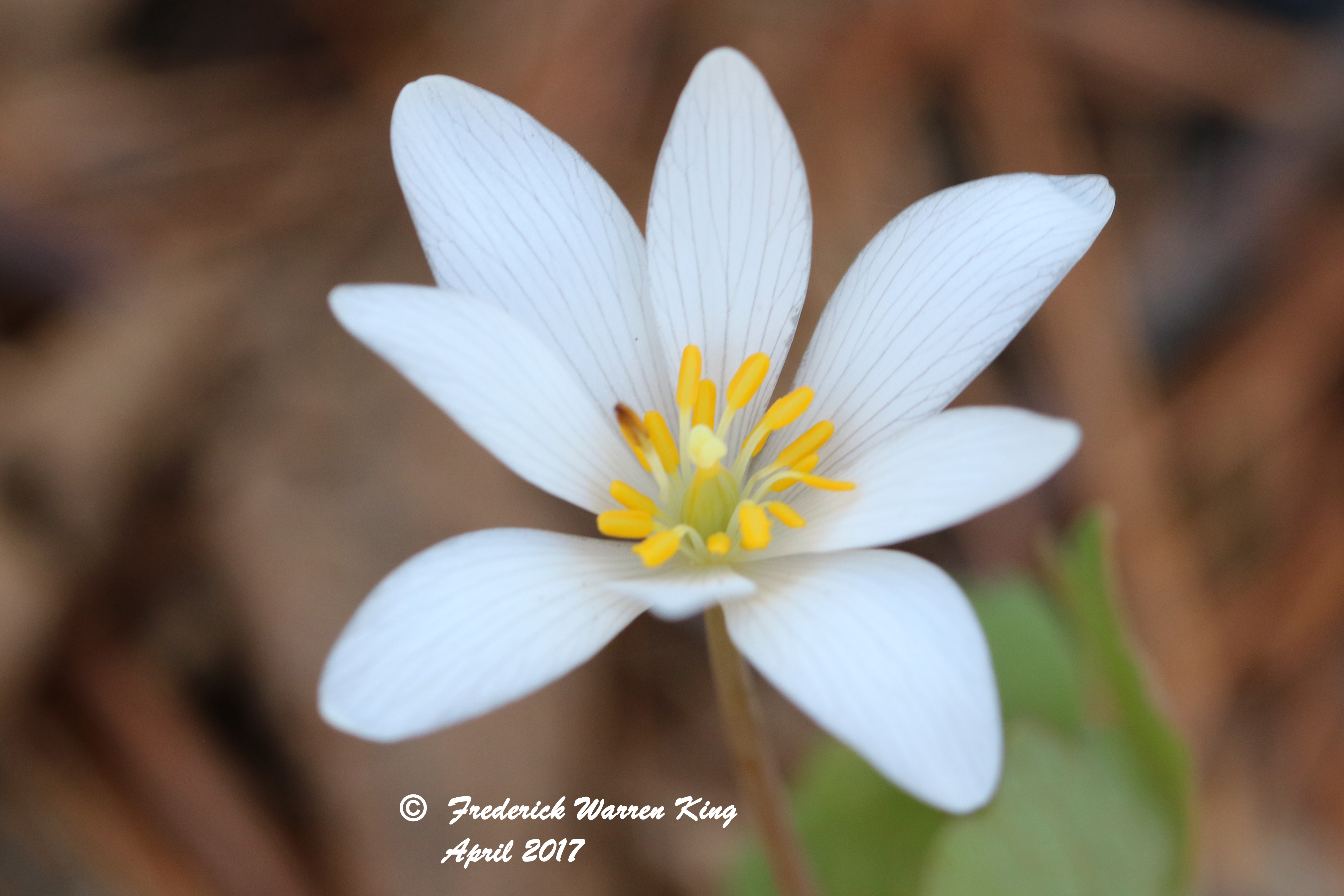 putnam-Sanguinaria-canadensis-04-16-2017-IMG_0131.JPG