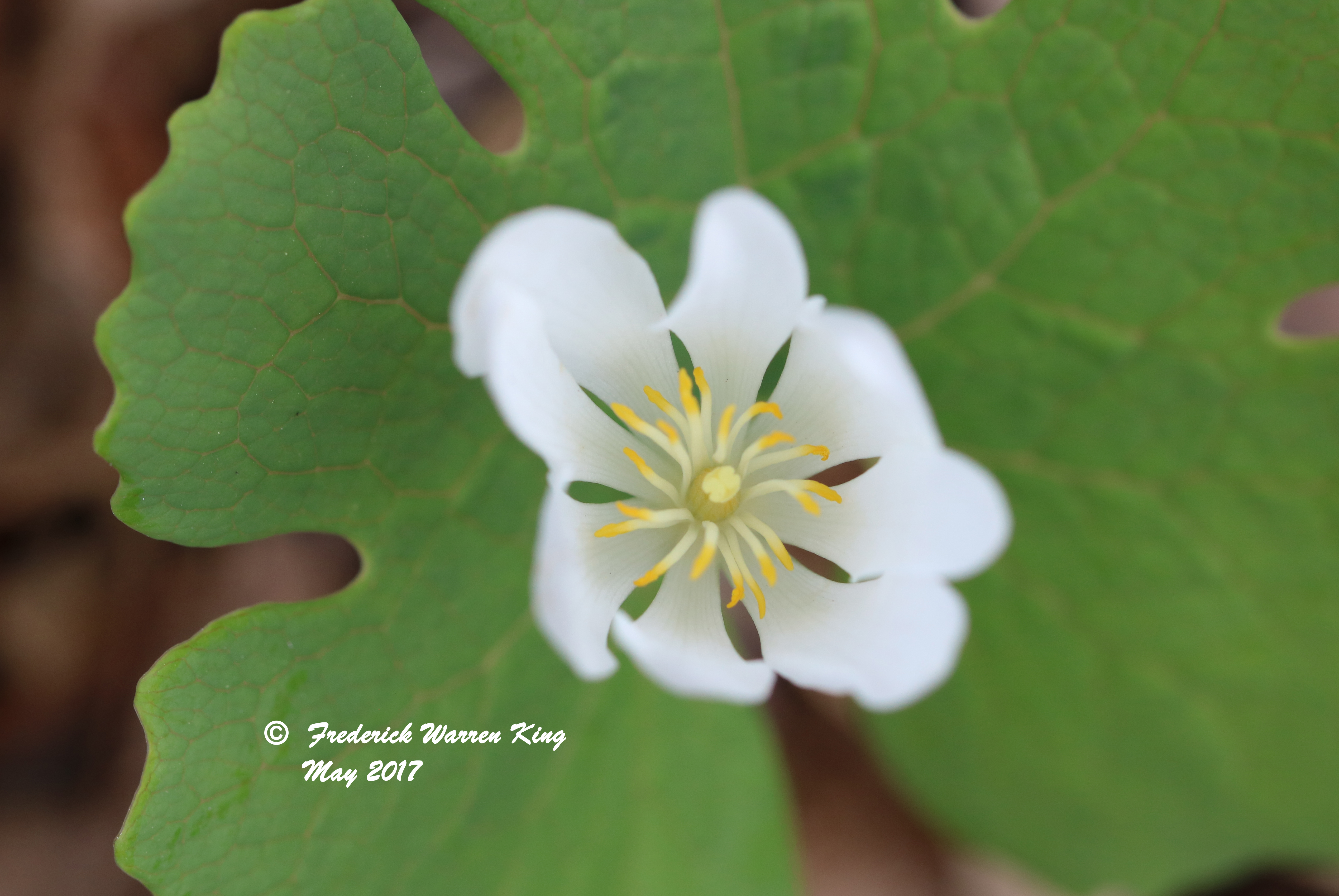putnam-Sanguinaria-canadensis-05-04-2017-IMG_0166.JPG